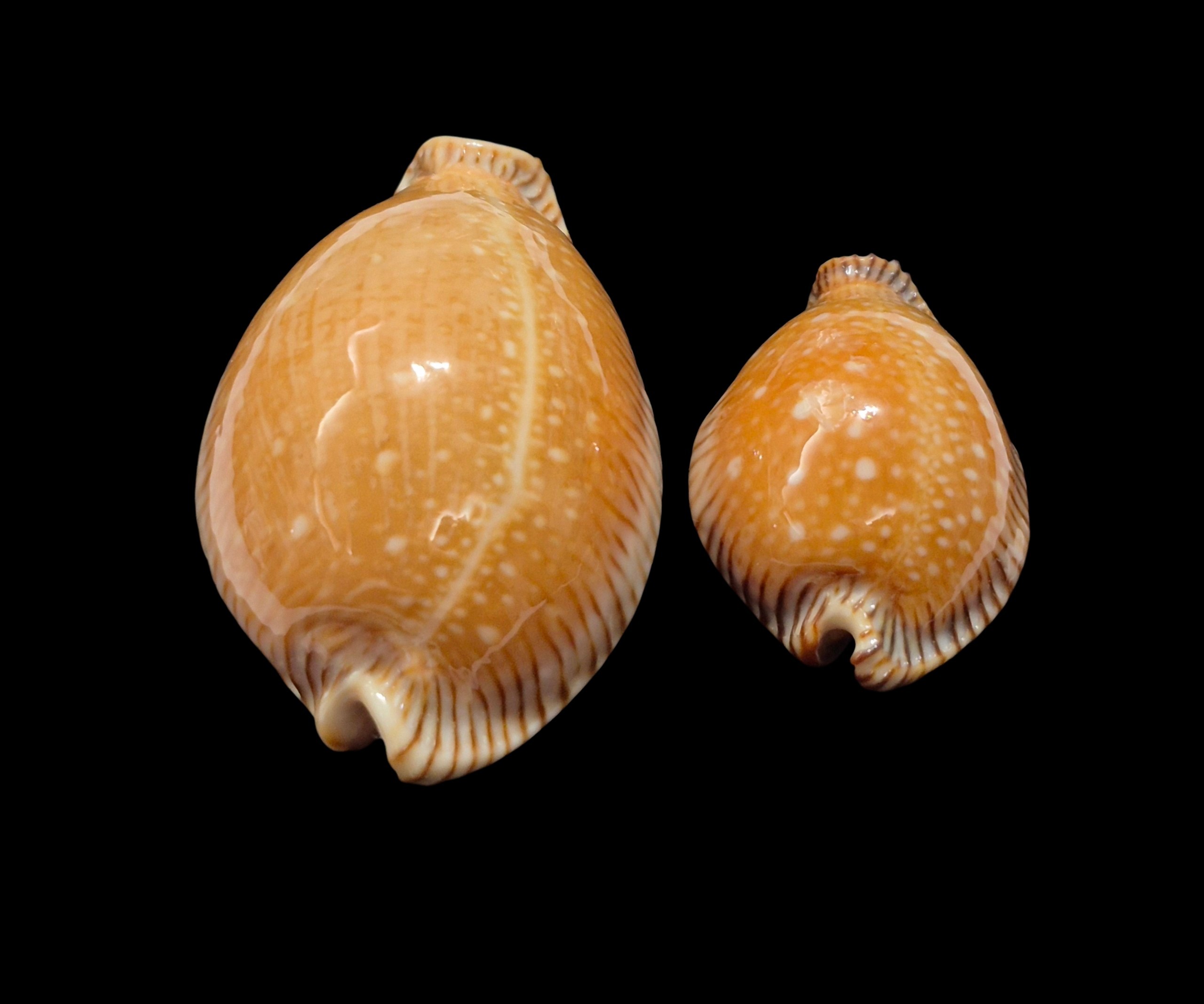 BC353 Perisserosa guttata surinensis - PAIR SIZE - Image 4