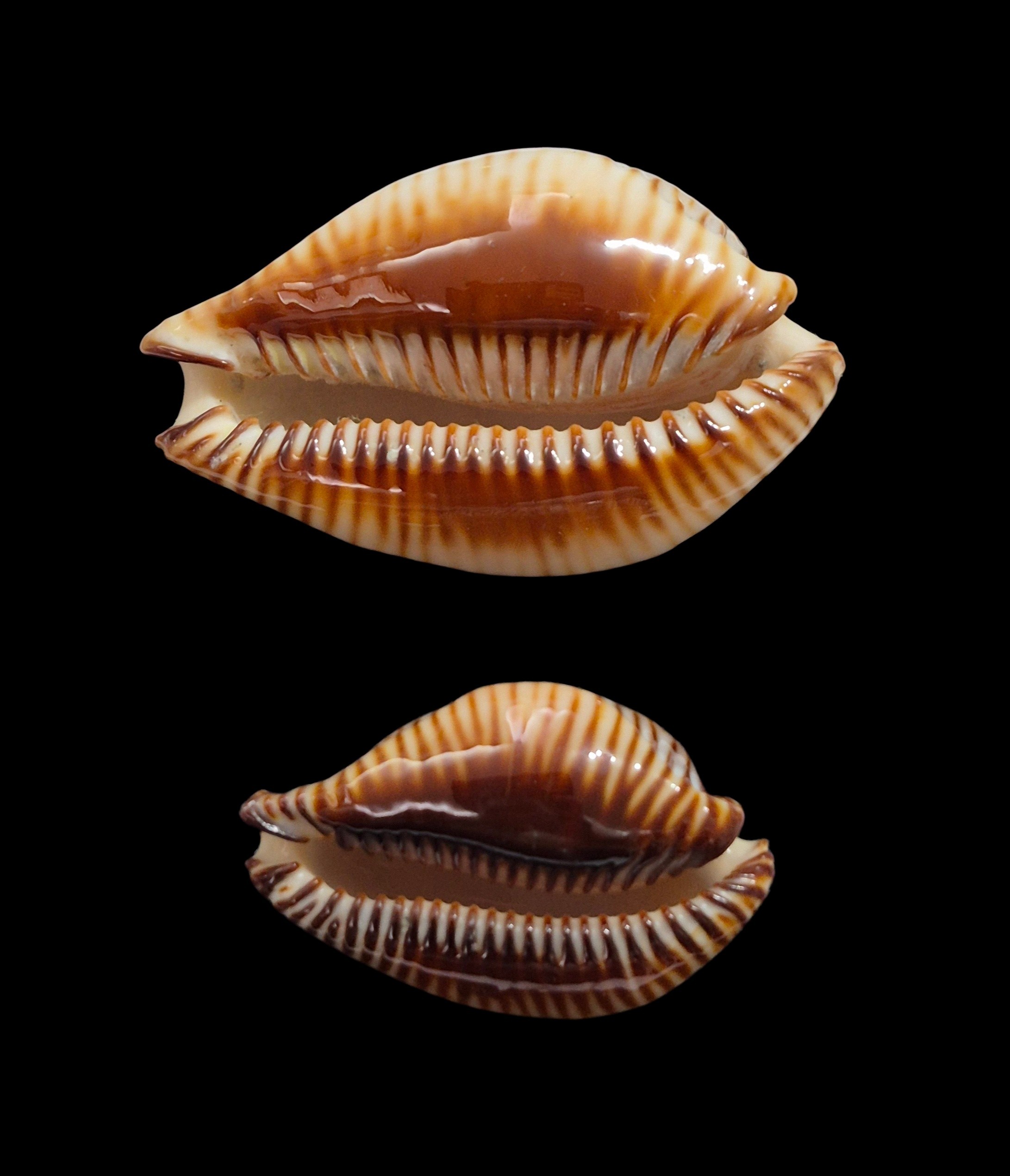 BC353 Perisserosa guttata surinensis - PAIR SIZE - Image 5