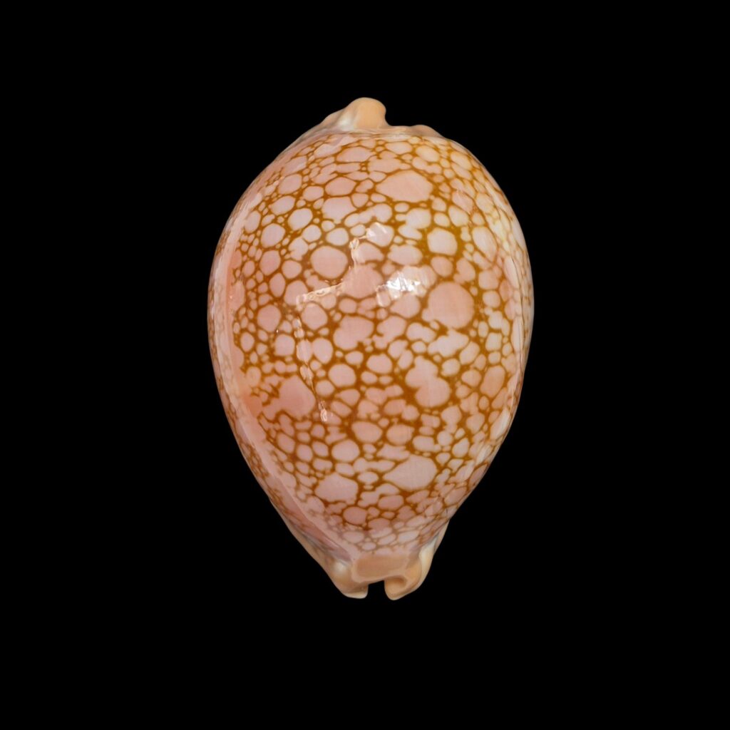 BC083 Lyncina broderipii - GREAT PATTERN