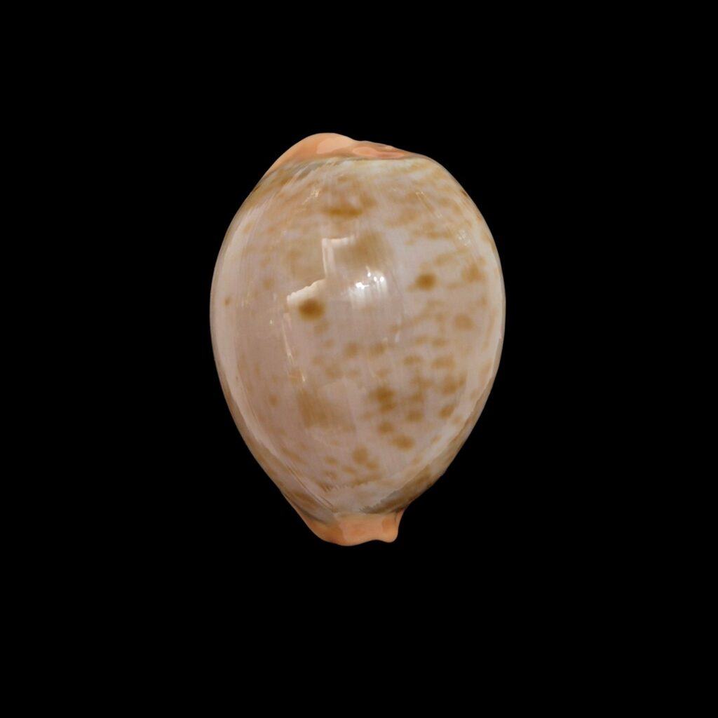 BC038 Raybaudia joycae