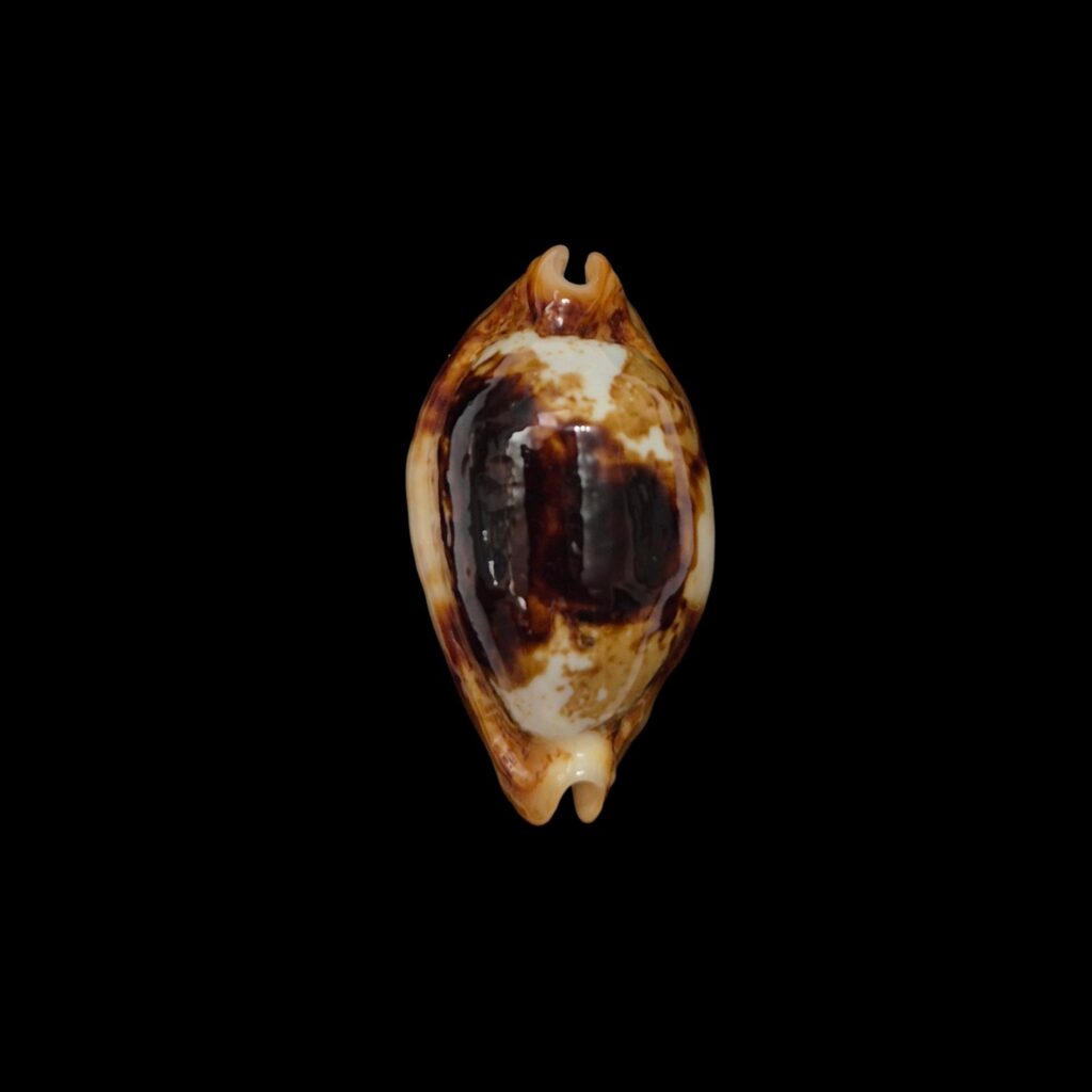 BC454 Bistolida stolida crossei - NIGER and ROSTRATED