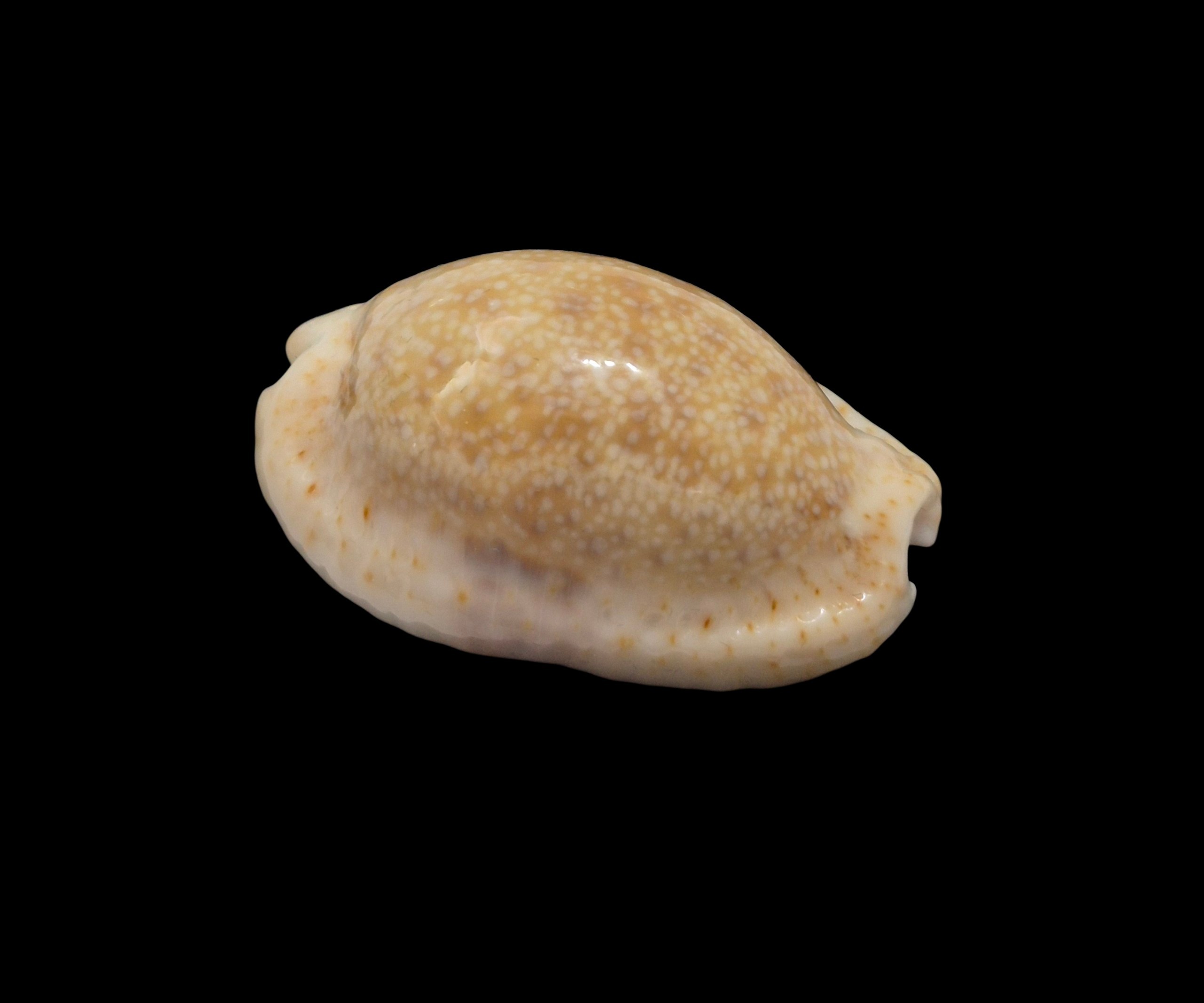 BC470 Naria erosa - NEW CALEDONIA - Image 2