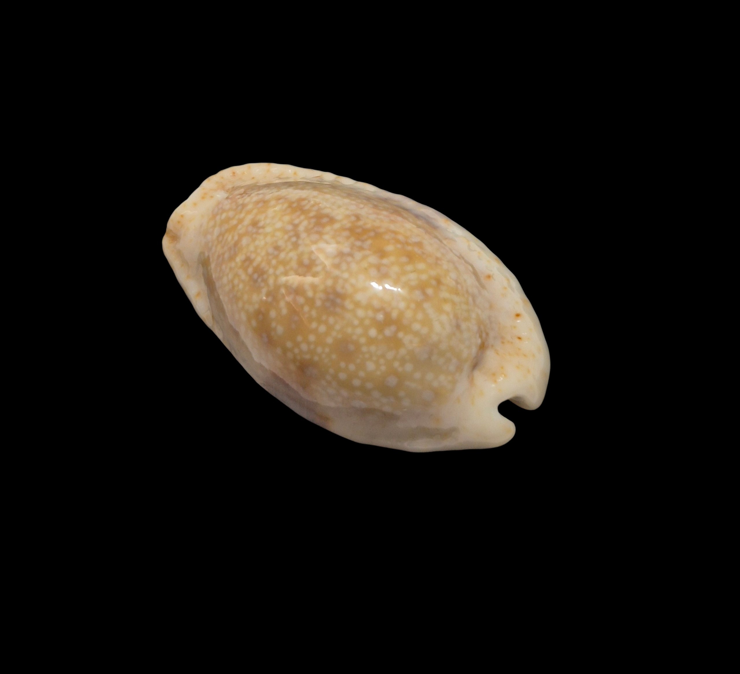 BC470 Naria erosa - NEW CALEDONIA - Image 3