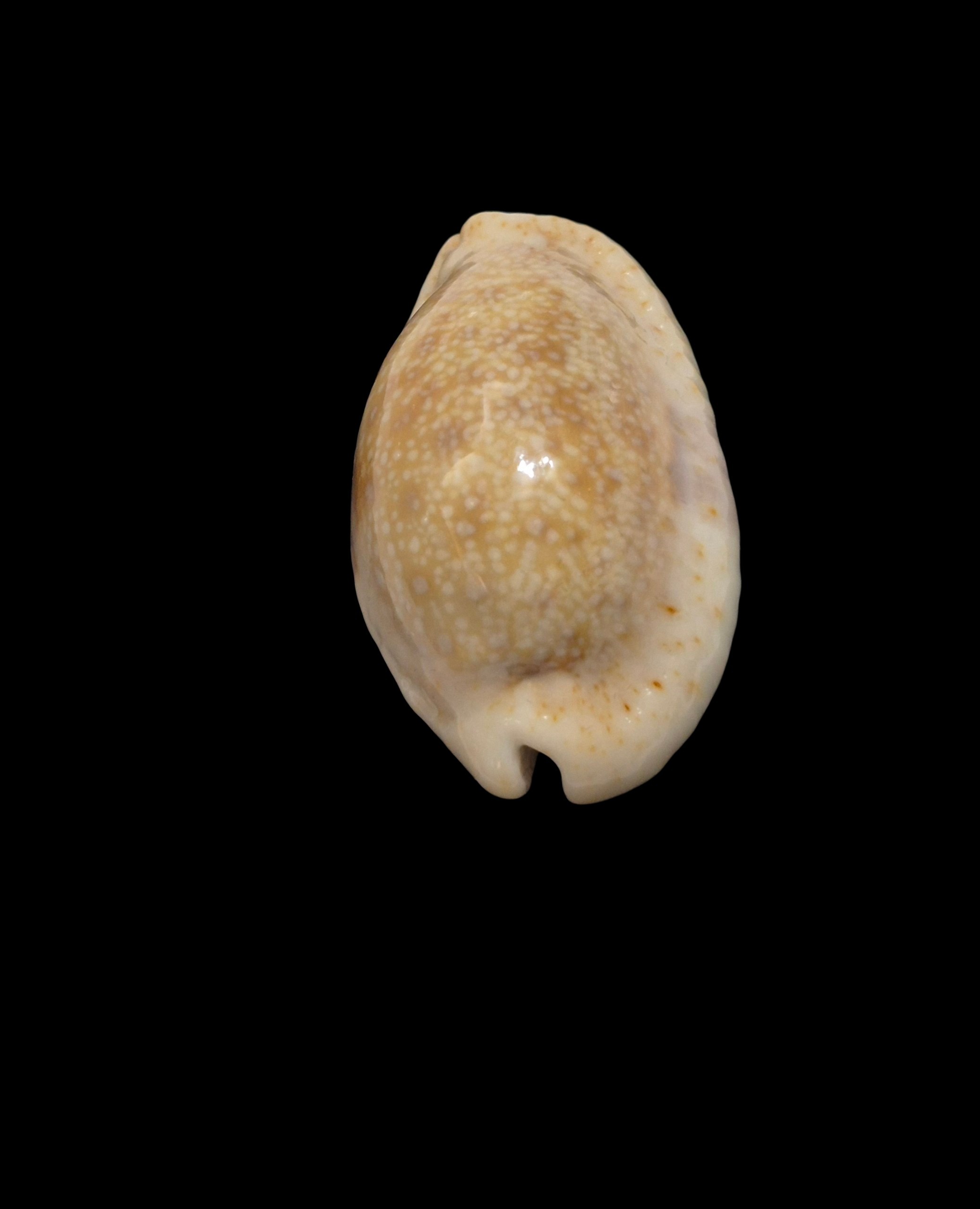 BC470 Naria erosa - NEW CALEDONIA - Image 4