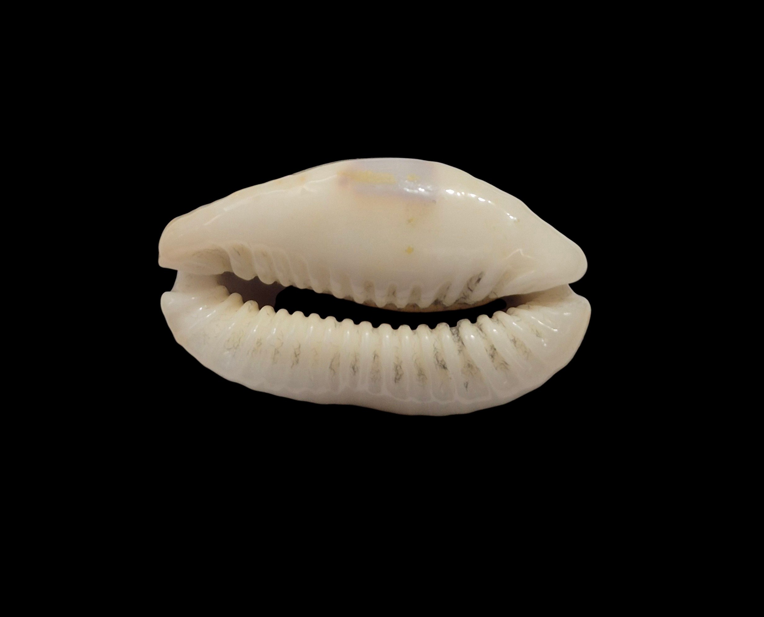 BC470 Naria erosa - NEW CALEDONIA - Image 5