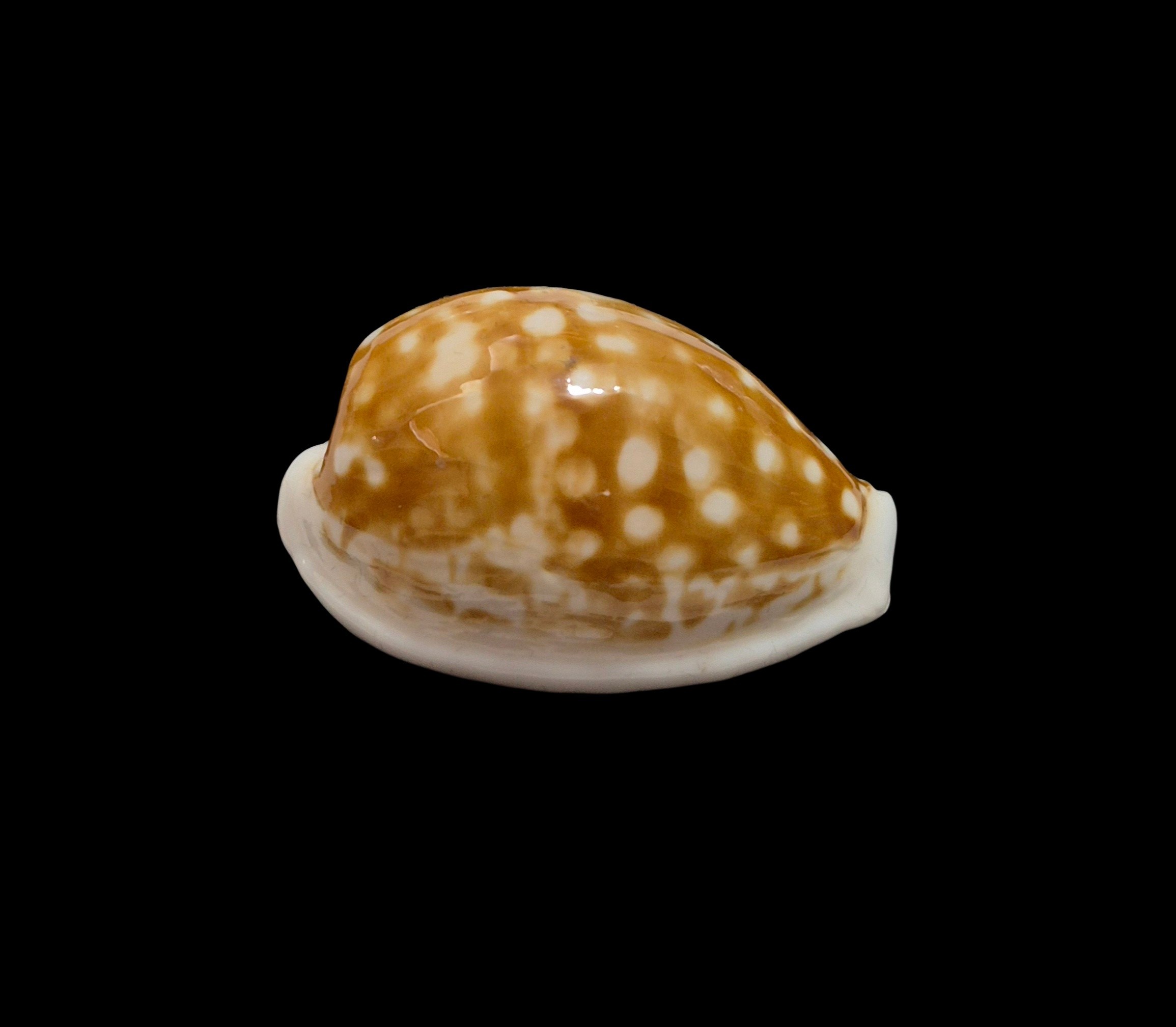 BC517 Cribrarula rottnestensis - Image 2
