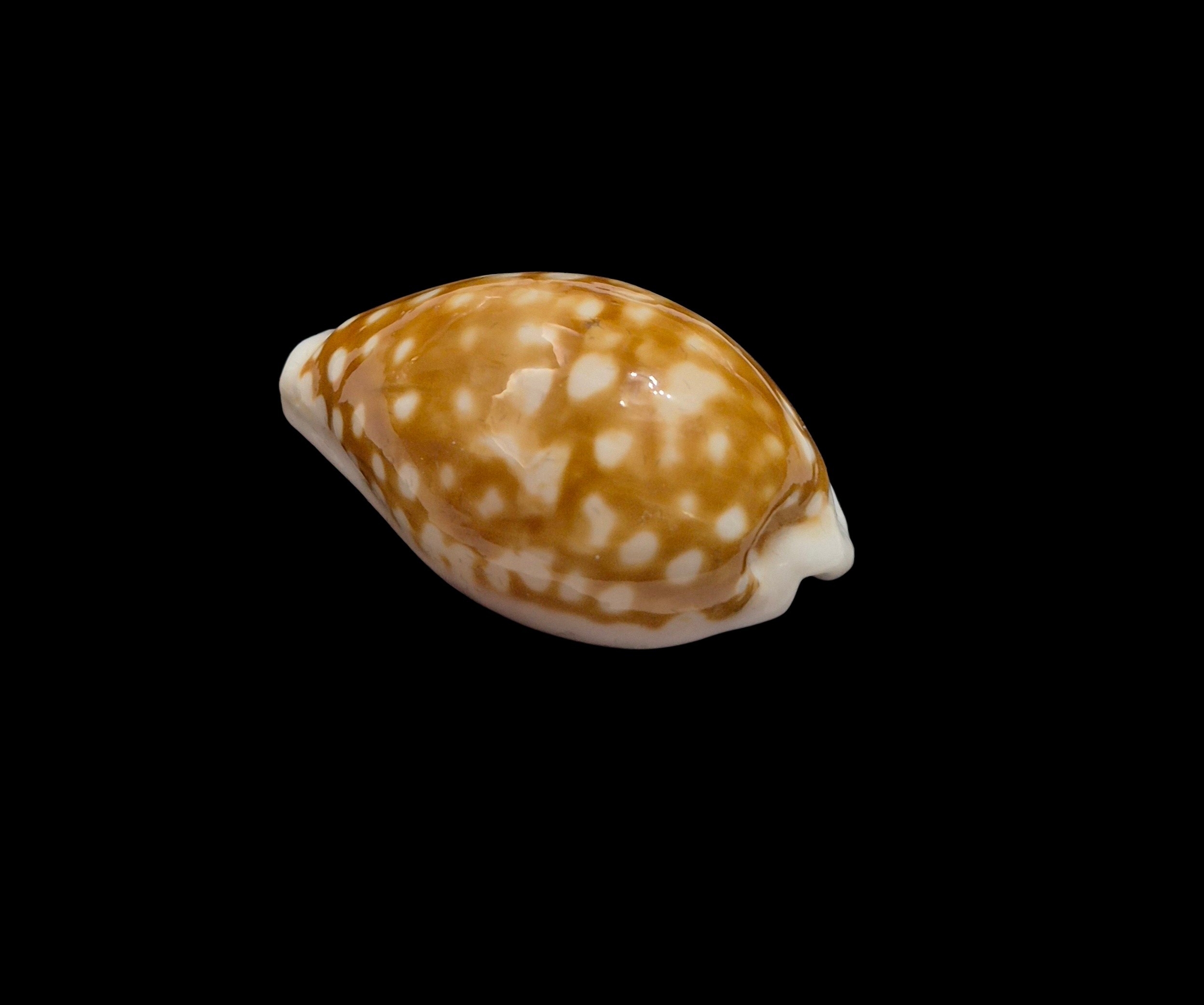 BC517 Cribrarula rottnestensis - Image 3
