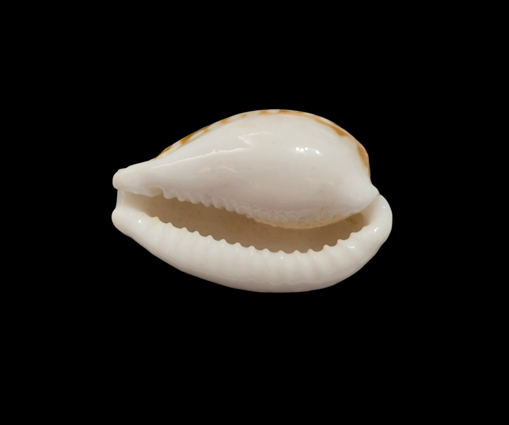 BC517 Cribrarula rottnestensis - Image 5