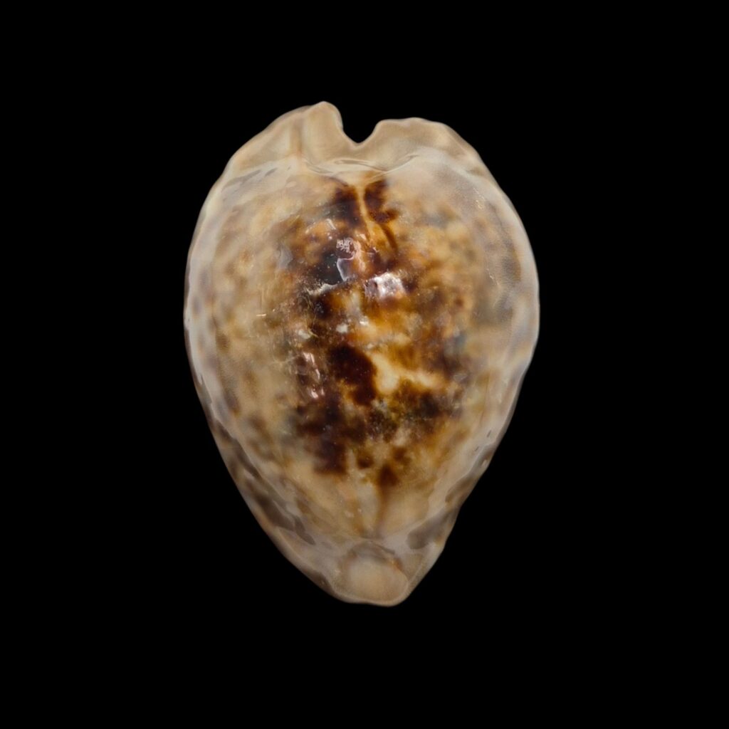 BC084 Cypraea teulerei - UP 60 MM!
