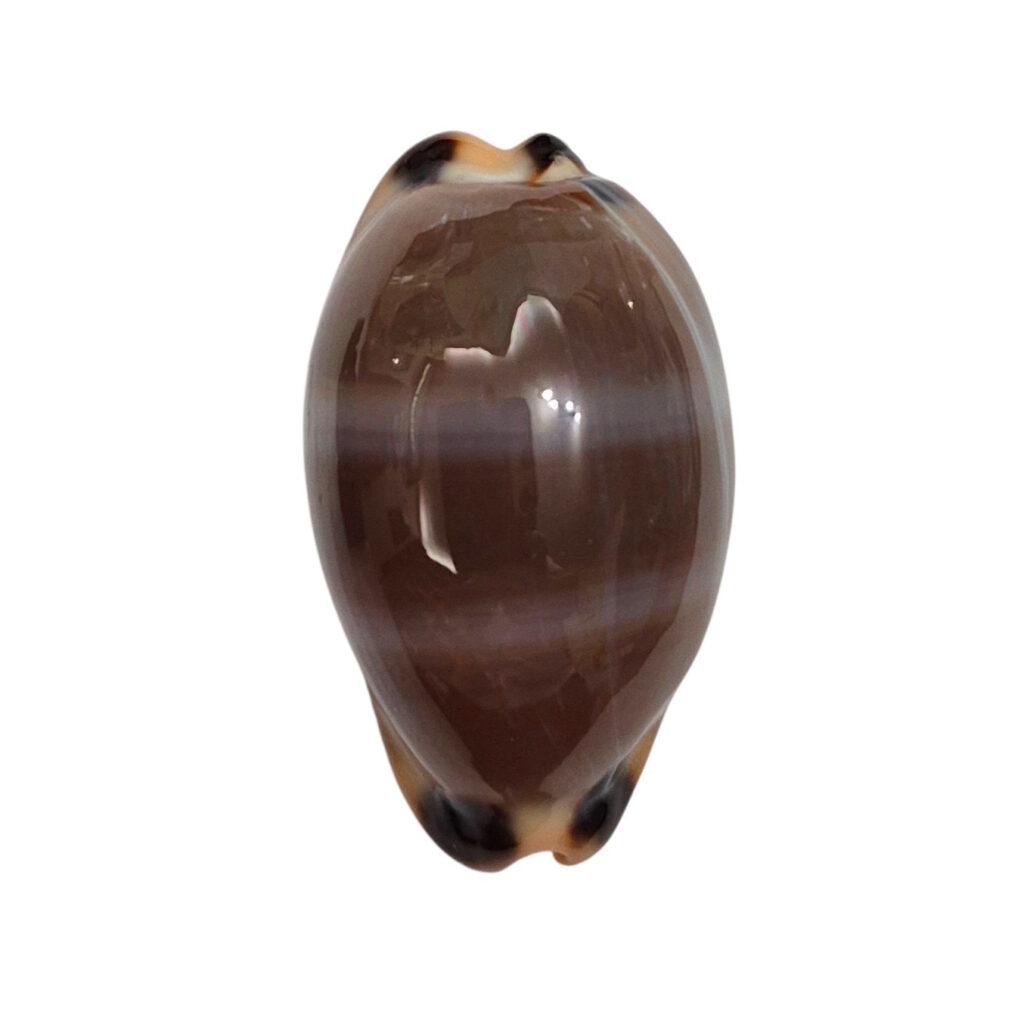 BC525 Luria lurida oceanica - GIANT BEAUTY