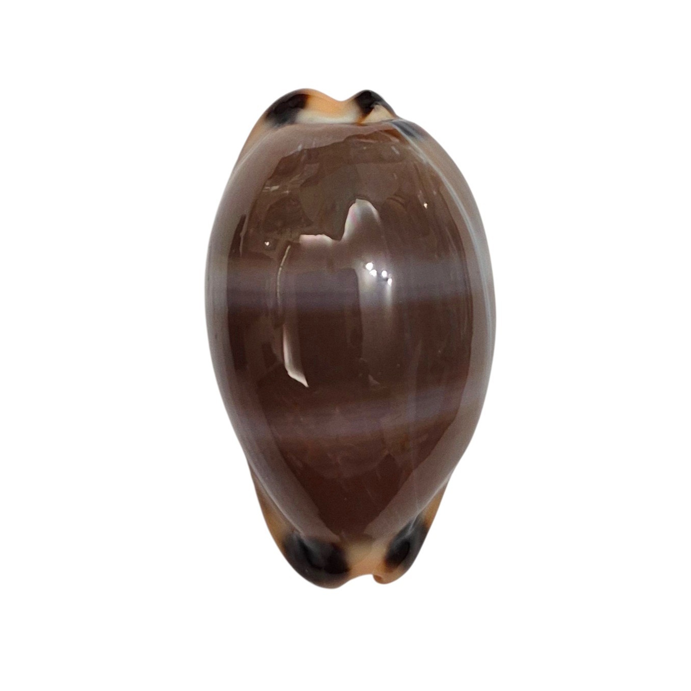 BC525 Luria lurida oceanica - GIANT BEAUTY