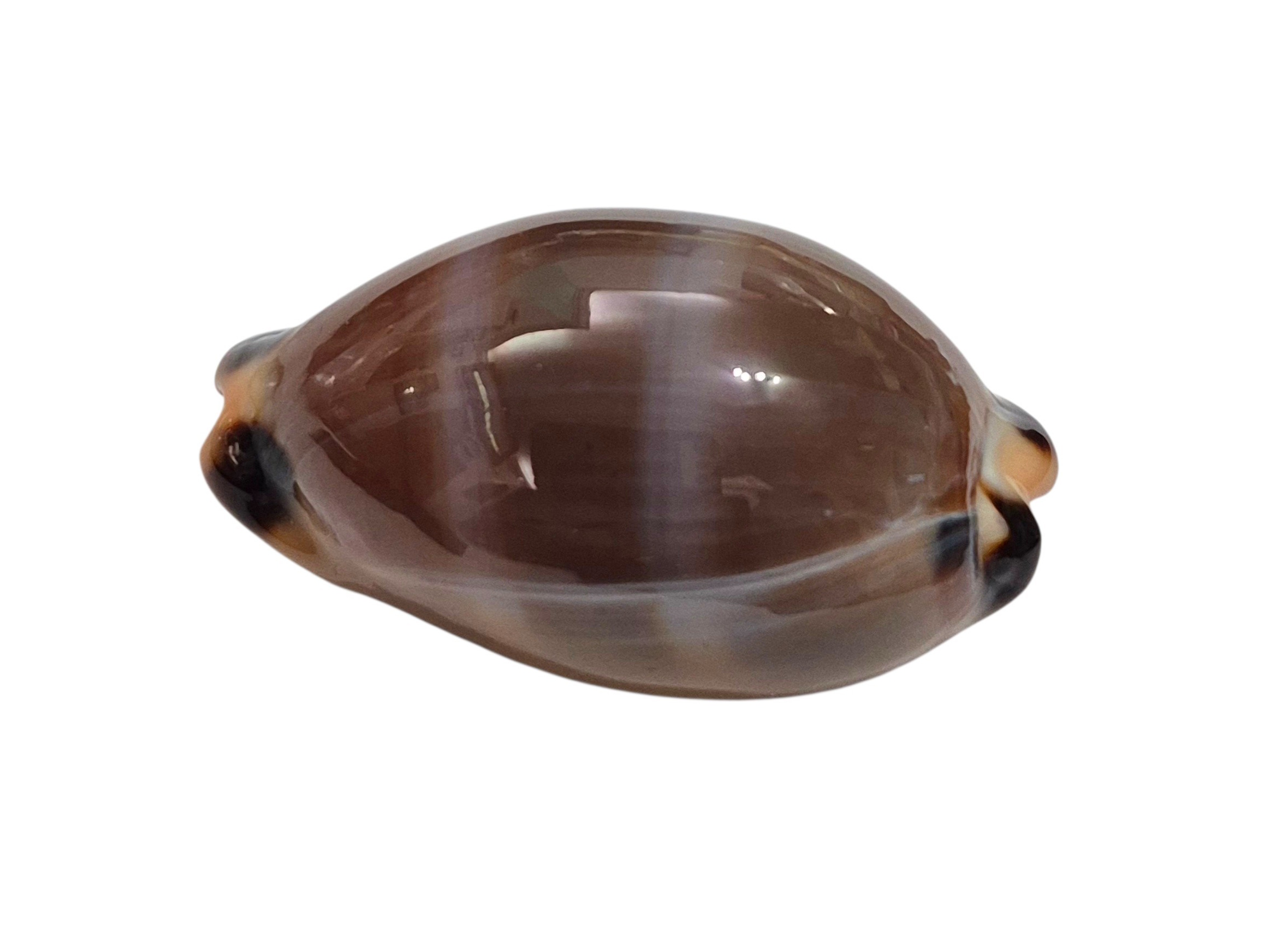 BC525 Luria lurida oceanica - GIANT BEAUTY - Image 3