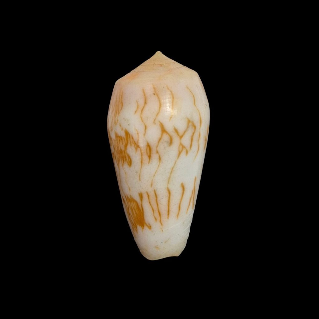 BC355 Conus julii - SELDOM OFFERED