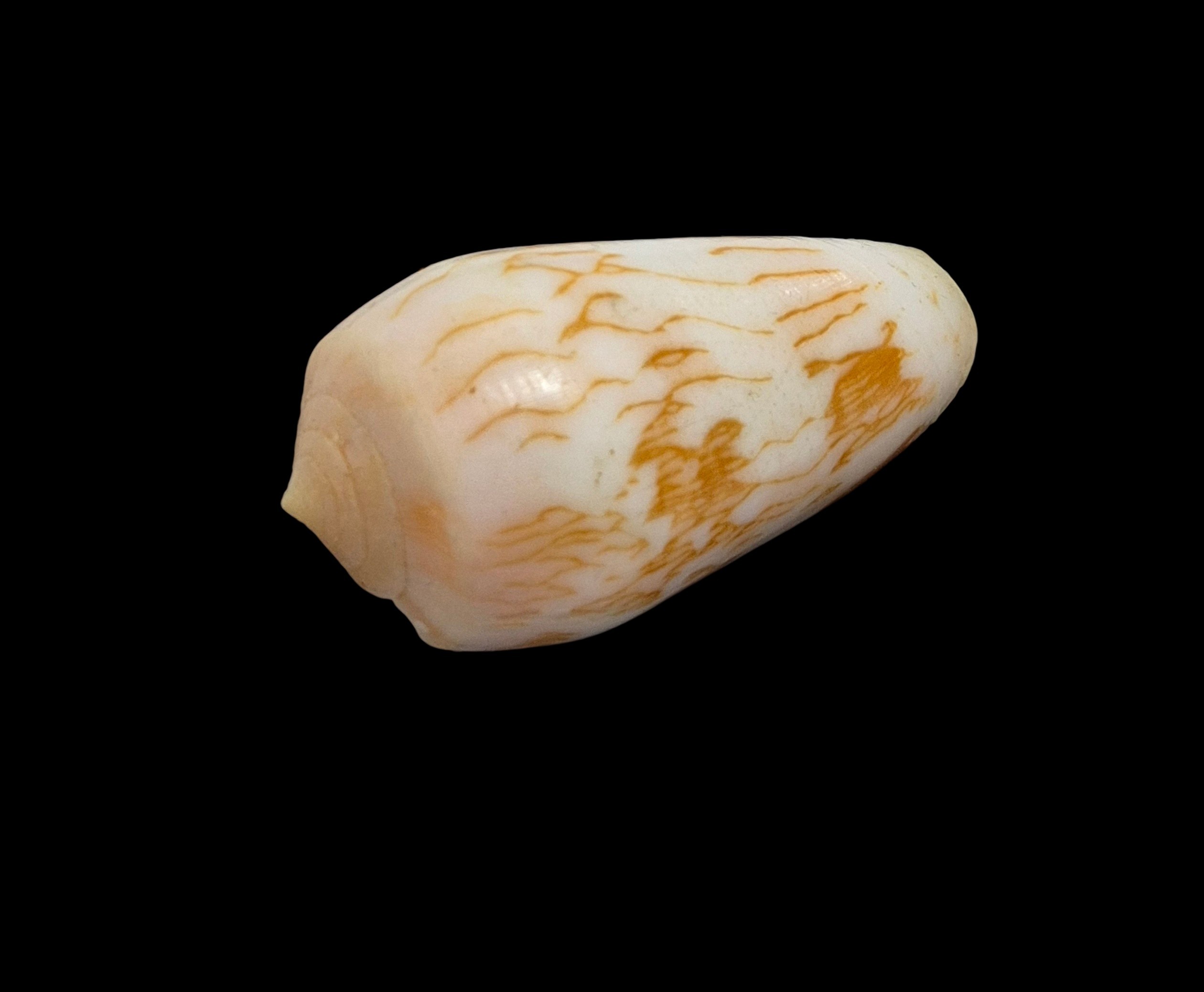 BC355 Conus julii - SELDOM OFFERED - Image 2