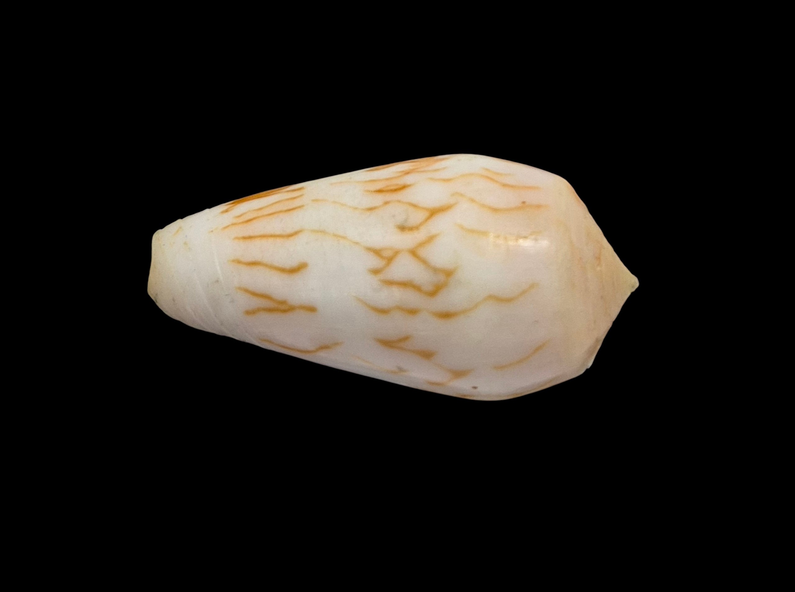BC355 Conus julii - SELDOM OFFERED - Image 3