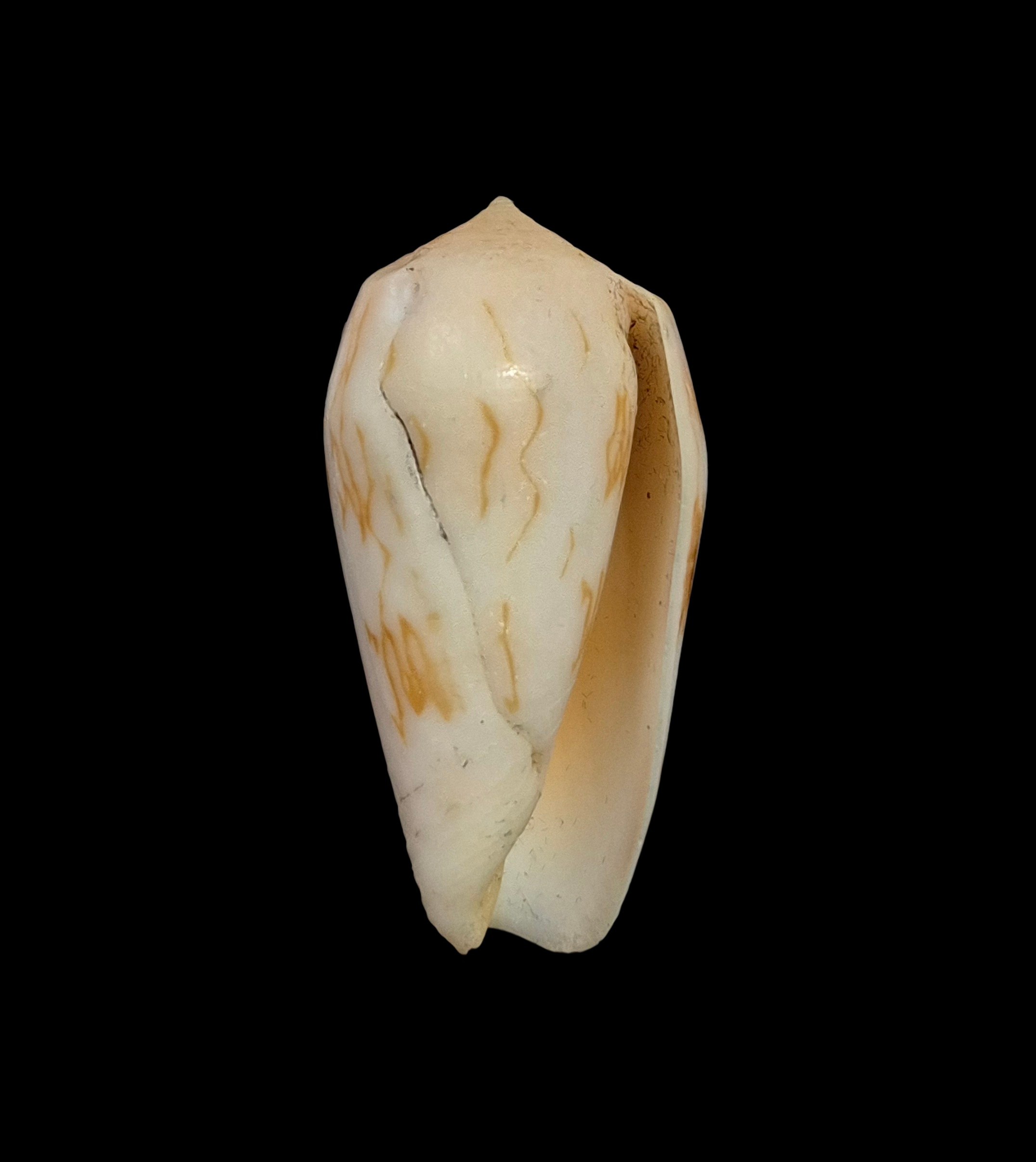 BC355 Conus julii - SELDOM OFFERED - Image 4