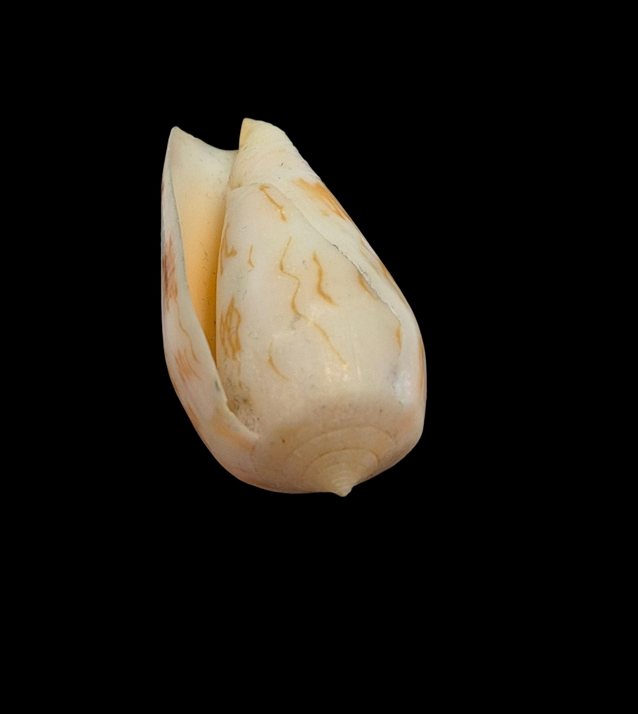 BC355 Conus julii - SELDOM OFFERED - Image 5