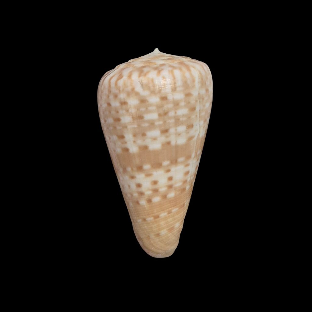 BC126 Conus medoci w/o - GREAT RARITY