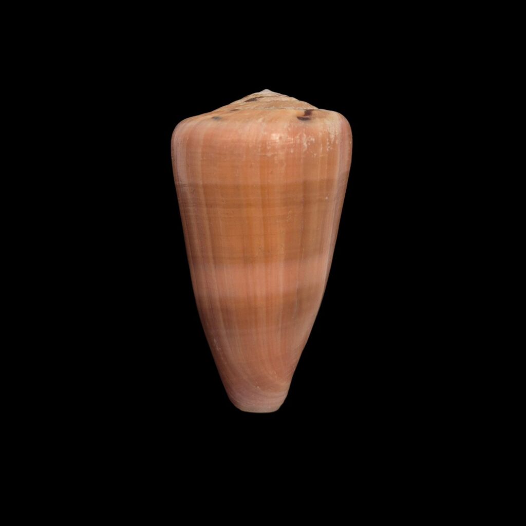 BC591 Conus lohri - PATTERNFUL