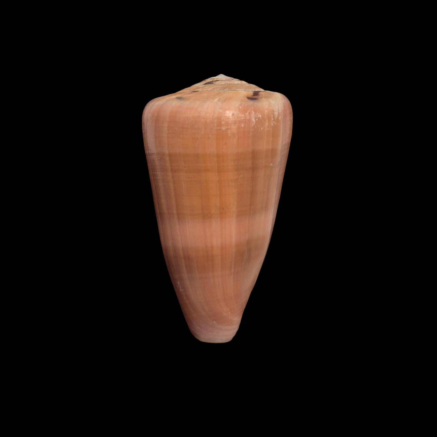 BC591 Conus lohri - PATTERNFUL