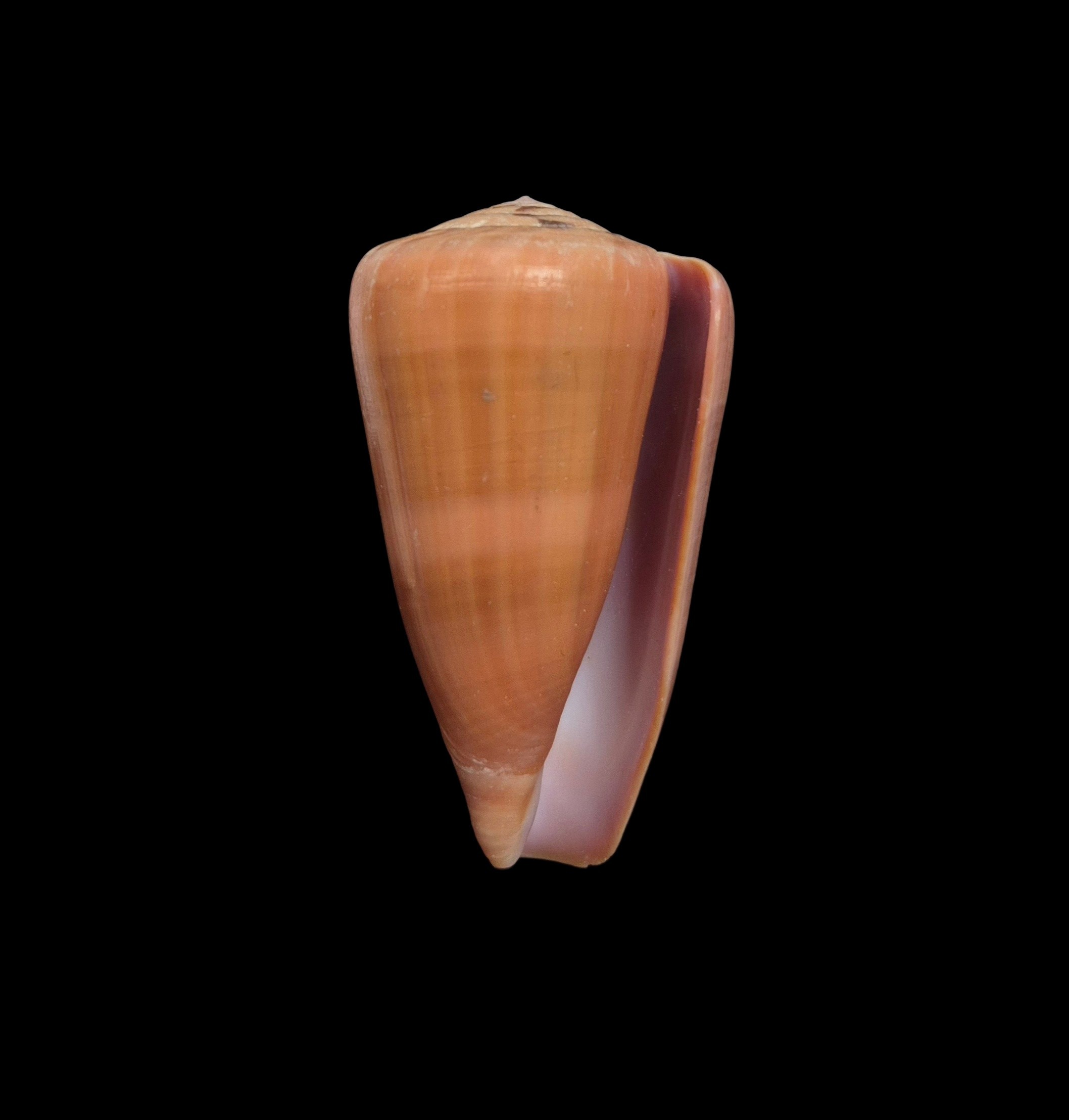 BC591 Conus lohri - PATTERNFUL - Image 2