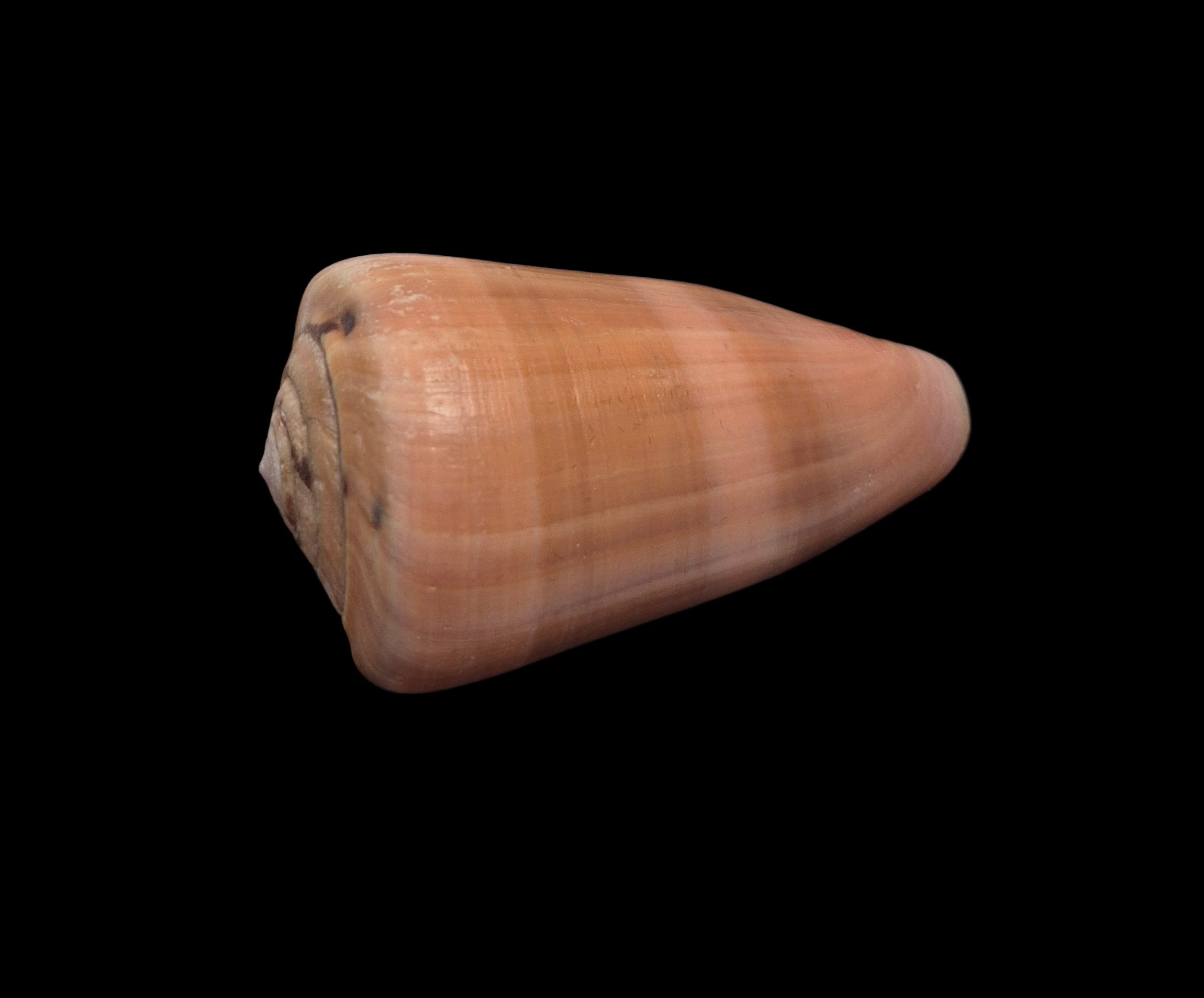BC591 Conus lohri - PATTERNFUL - Image 3