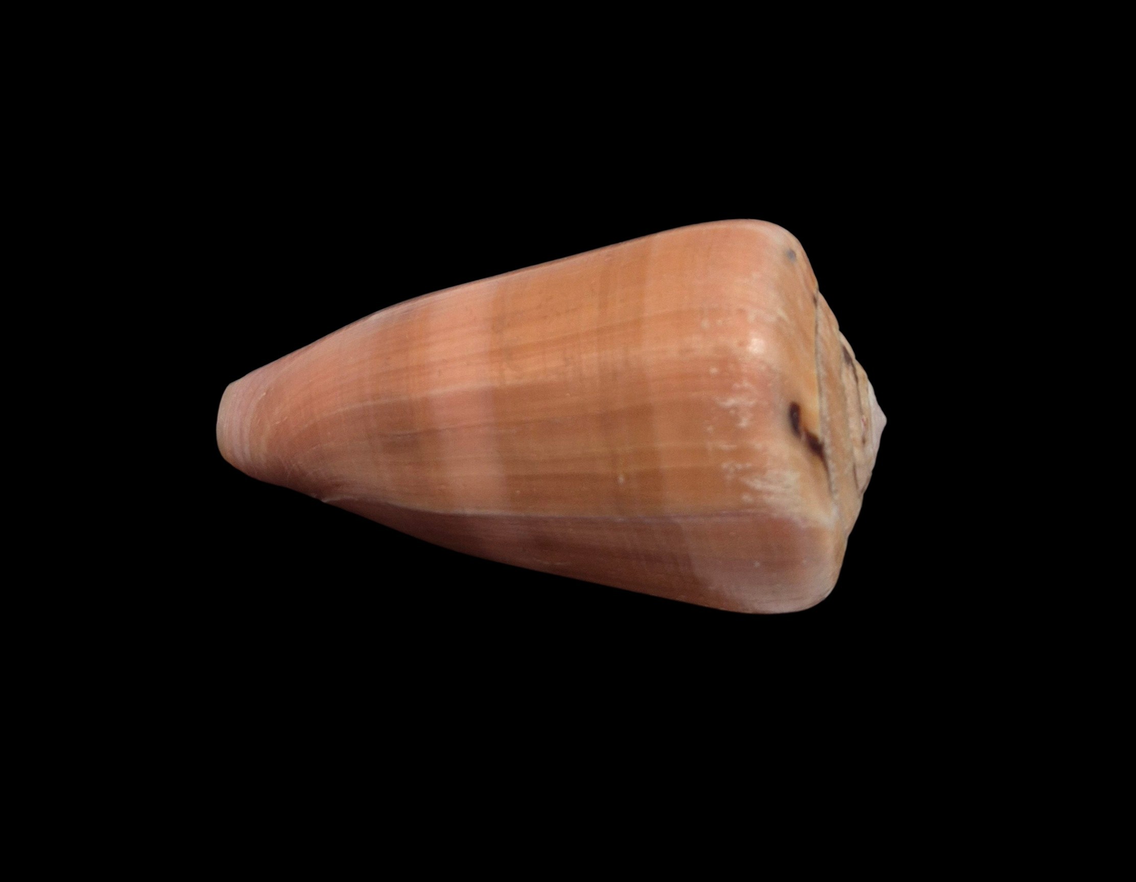 BC591 Conus lohri - PATTERNFUL - Image 4