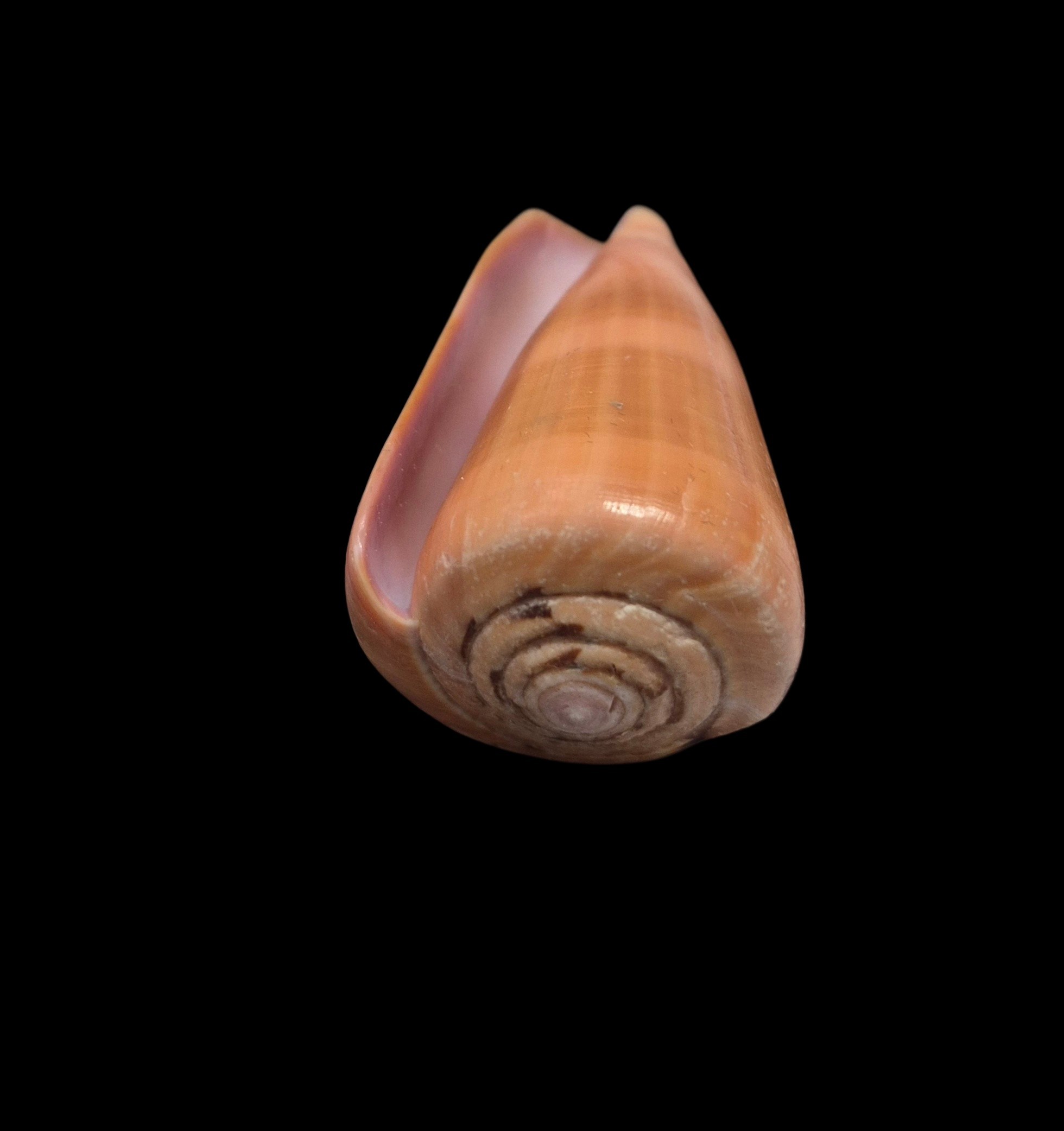 BC591 Conus lohri - PATTERNFUL - Image 5