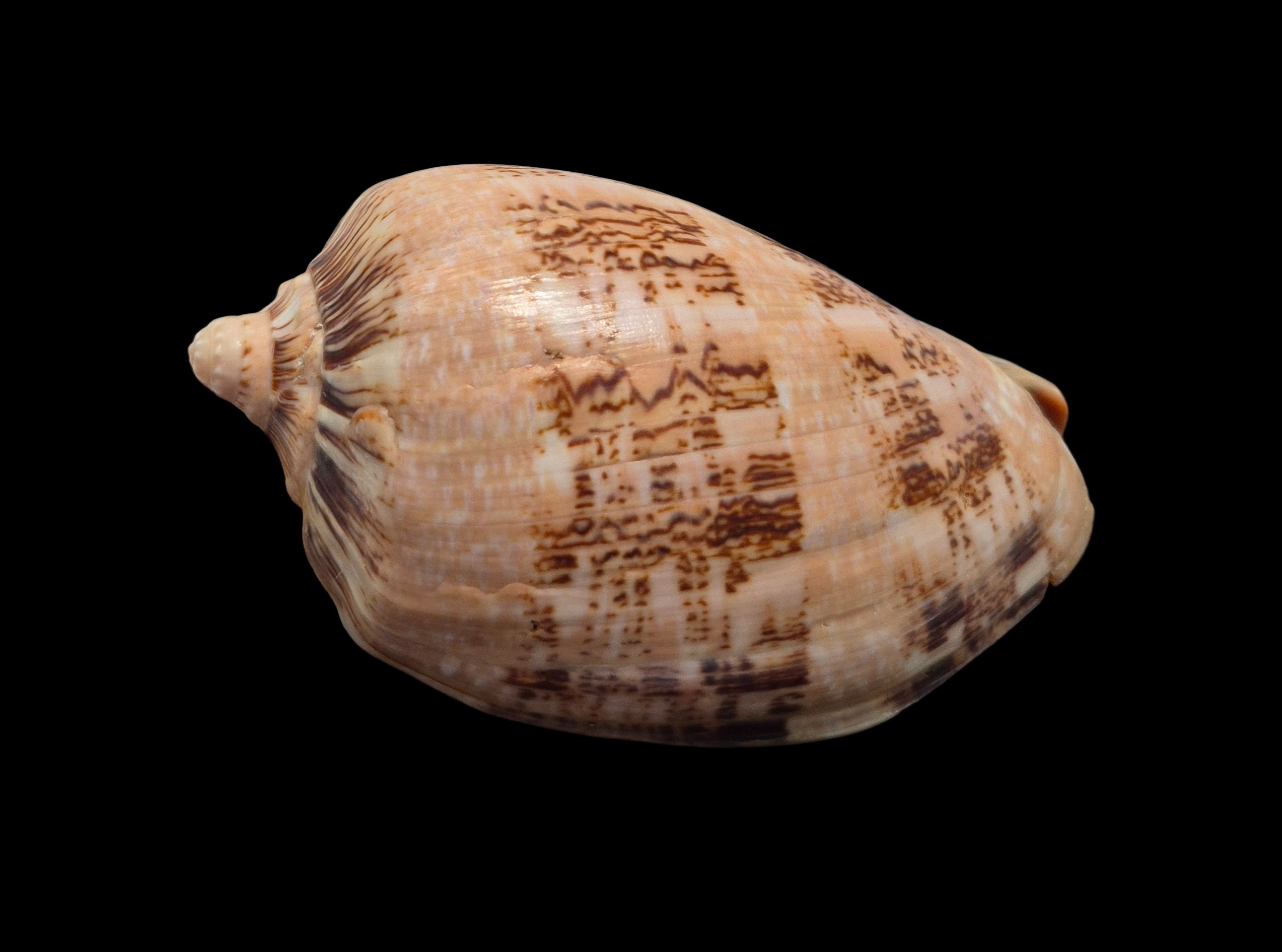BC465 Cymbiola hughmorrisoni - BIG SIZE - Image 3
