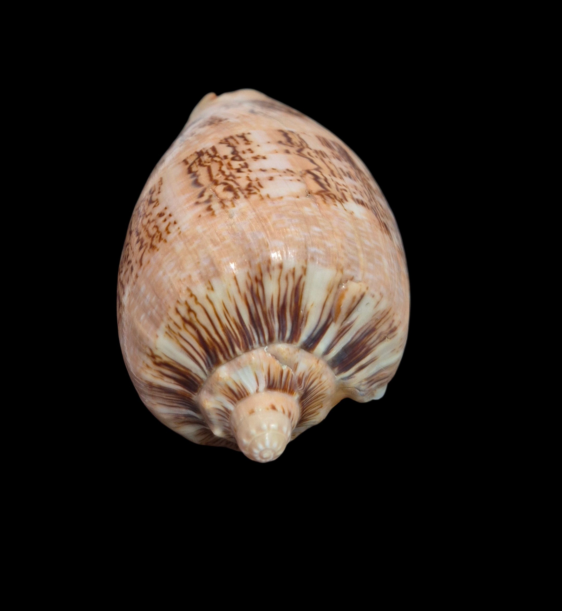 BC465 Cymbiola hughmorrisoni - BIG SIZE - Image 5