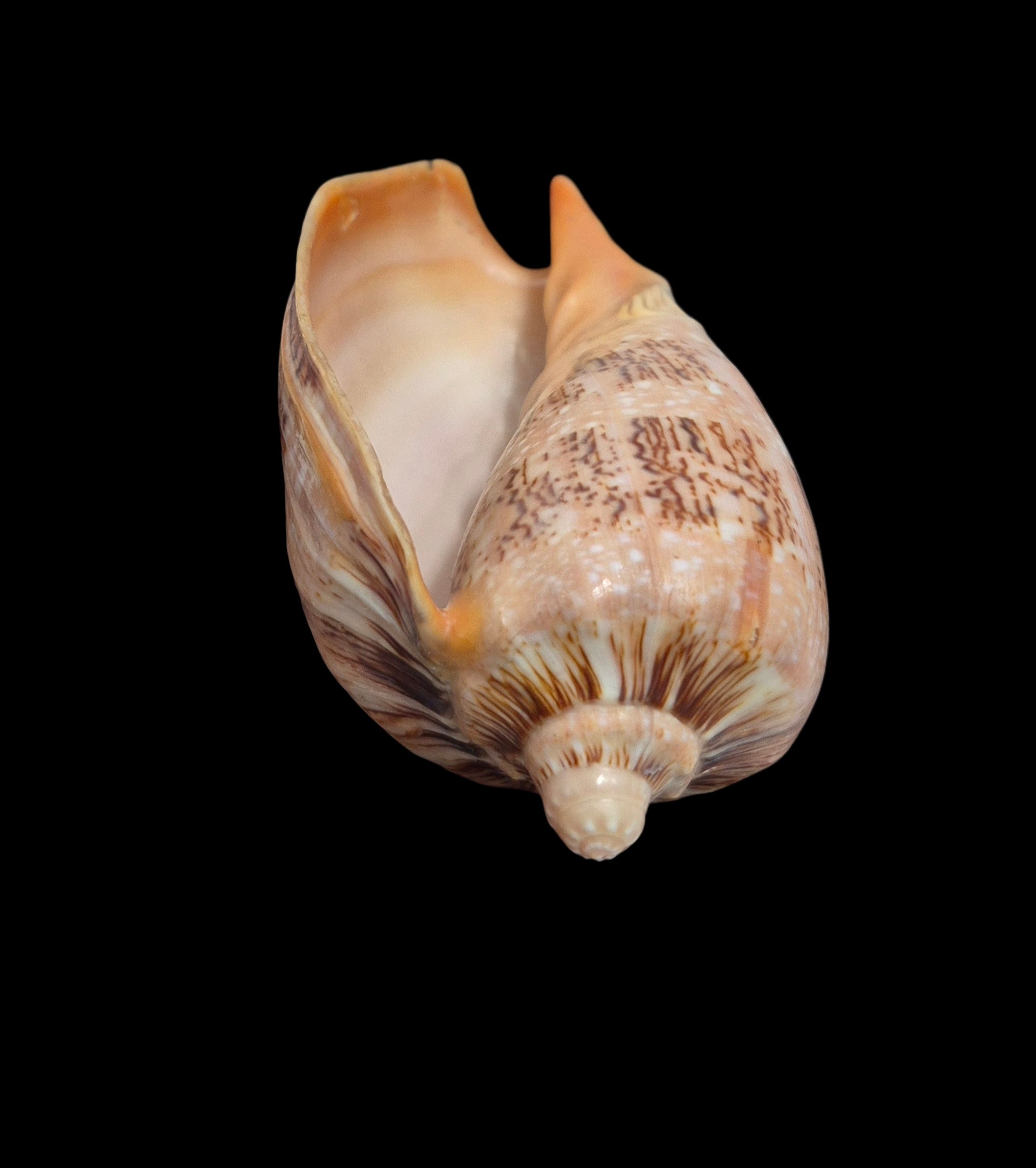 BC465 Cymbiola hughmorrisoni - BIG SIZE - Image 6