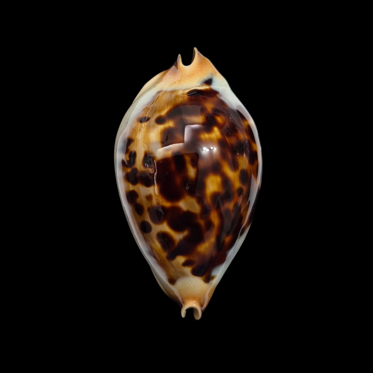 BC545 Zoila jeaniana praeclara