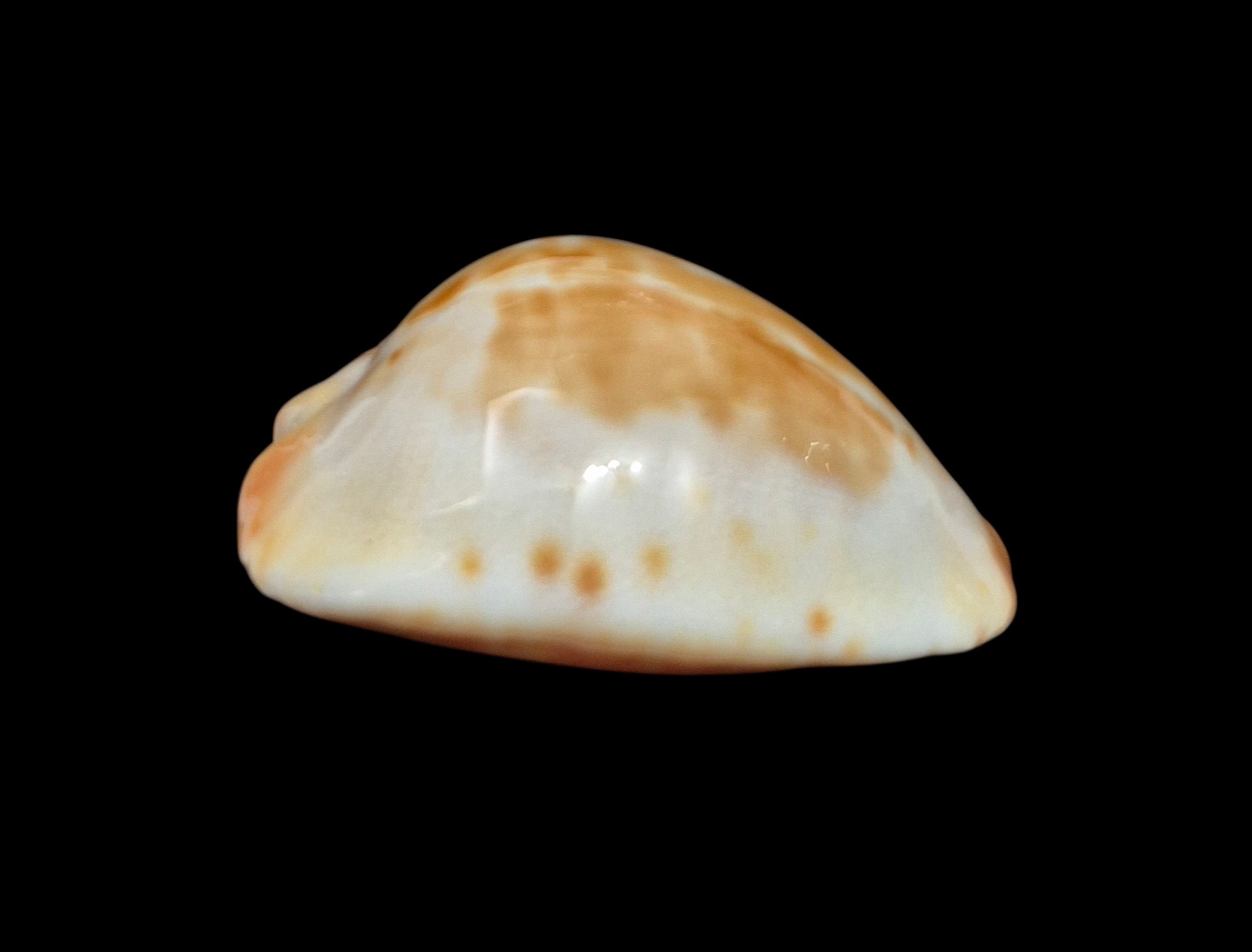 BC475 Zoila jeaniana walkeri - Image 6