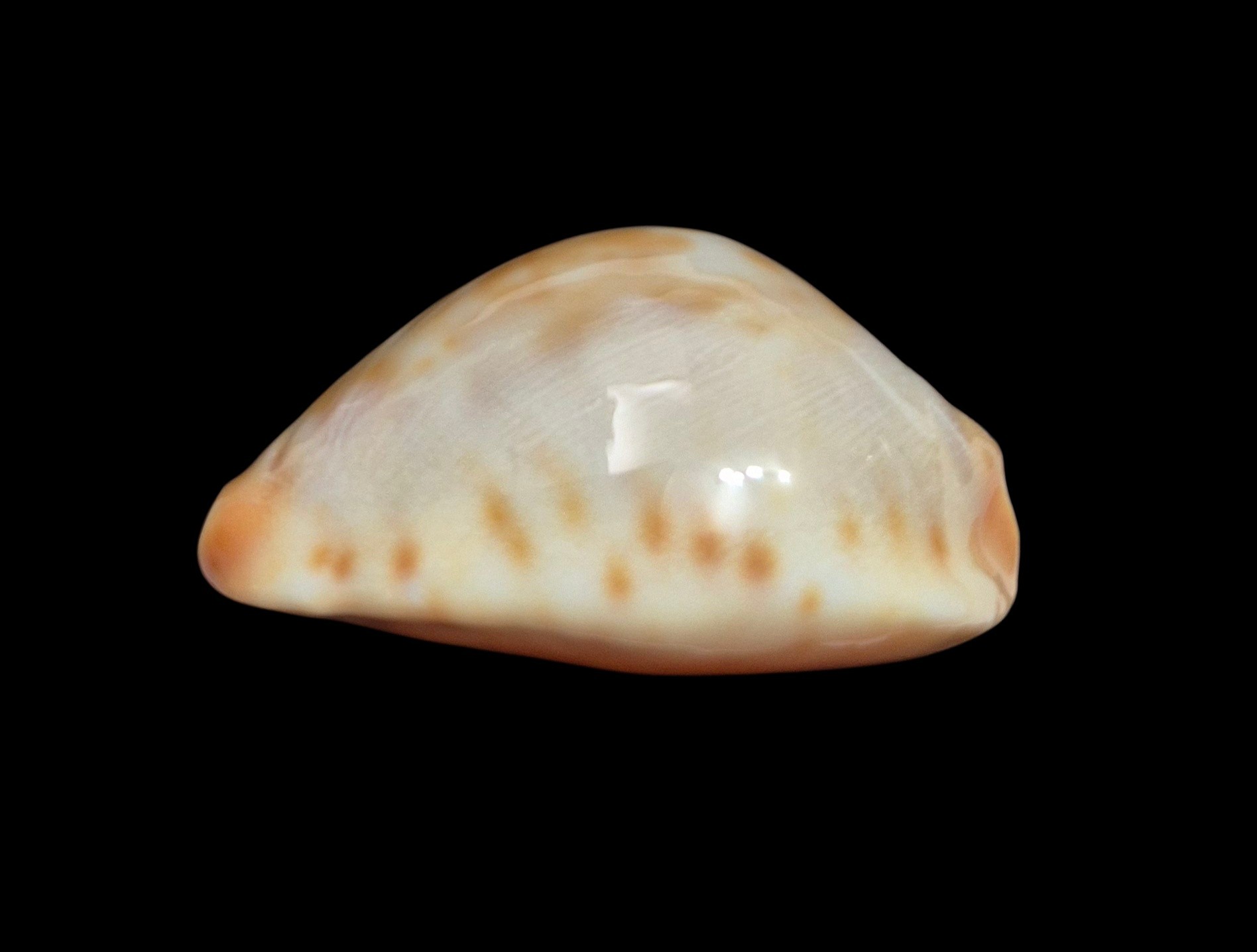 BC475 Zoila jeaniana walkeri - Image 7