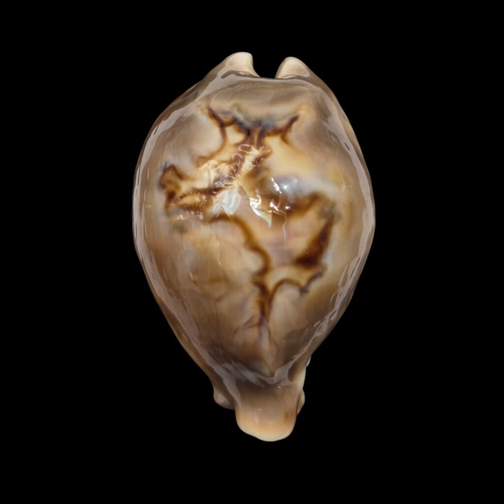 BC532 Barycypraea fultoni massieri - MASTODONTIC