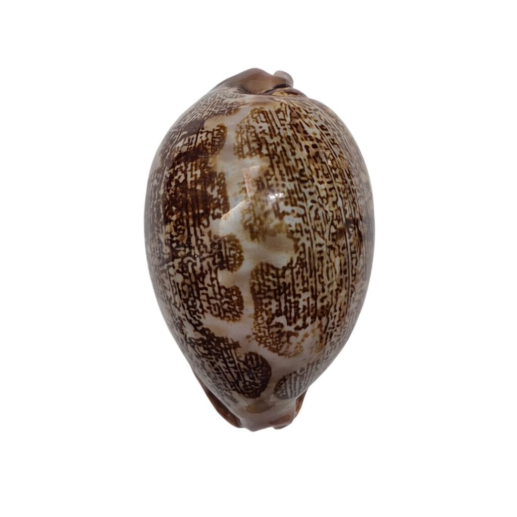 BC558 Leporicypraea mappa f. curvati - A BEAUTY