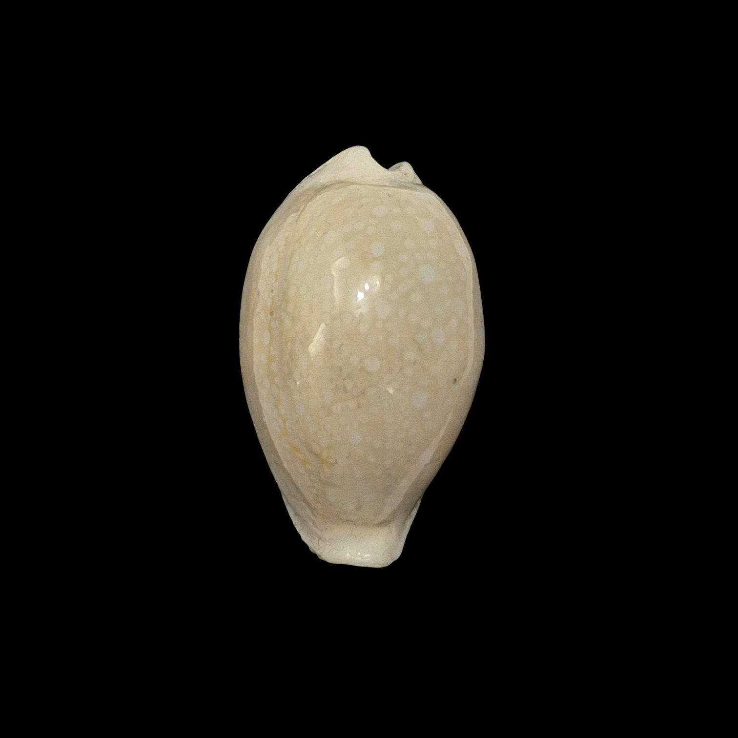 BC588 Naria miliaris - WHITE FORM from AUSTRALIA