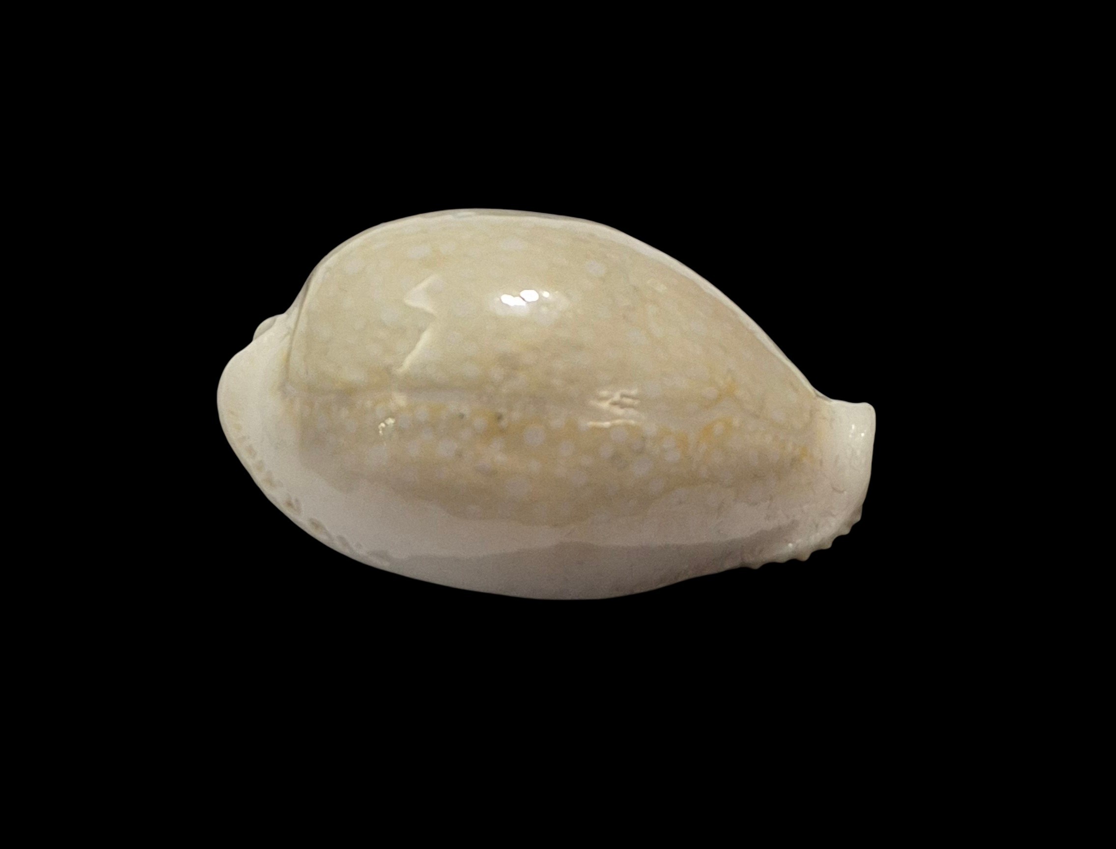 BC588 Naria miliaris - WHITE FORM from AUSTRALIA - Image 2