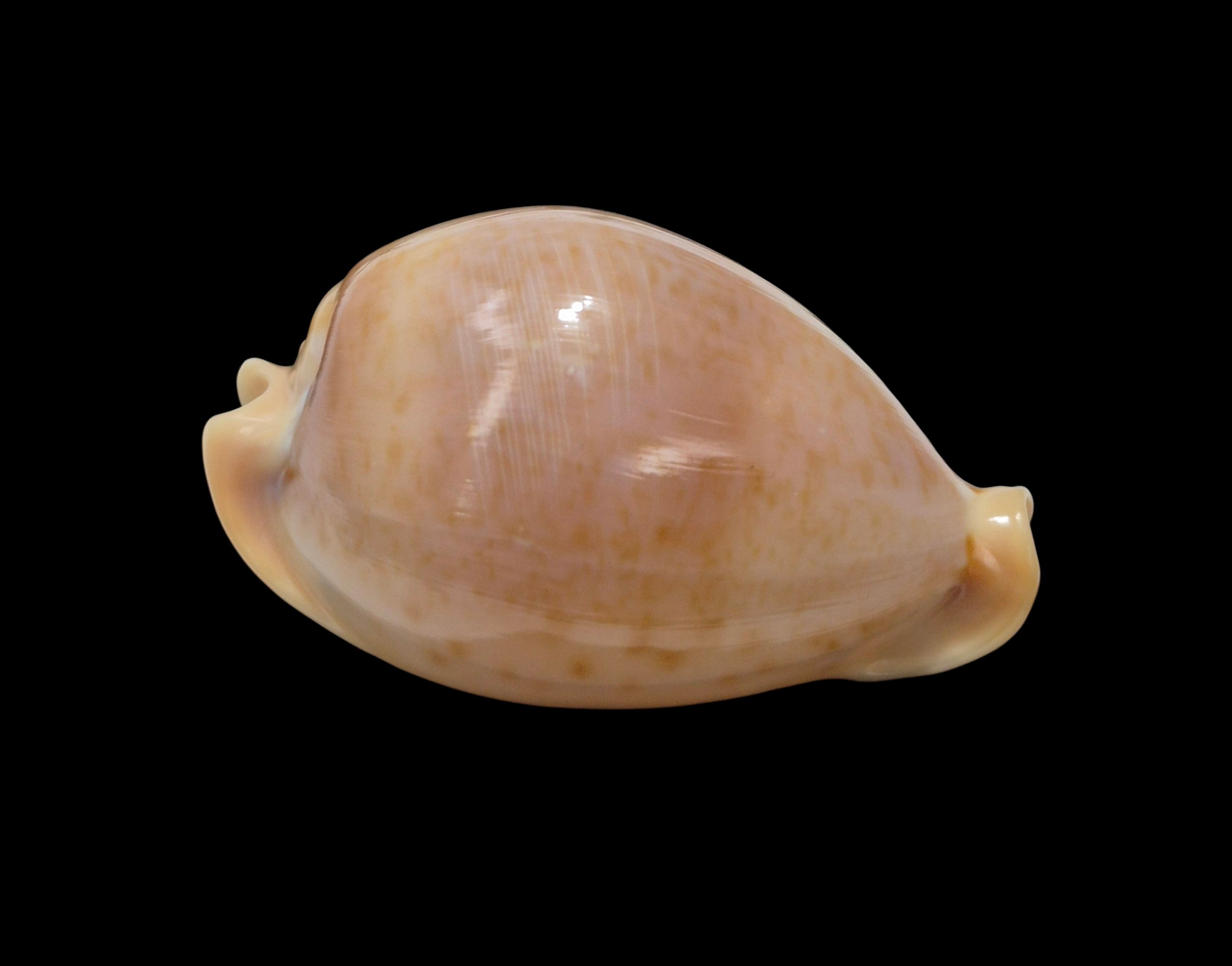 BC484 Nesiocypraea teramachii polyphemus - Image 2