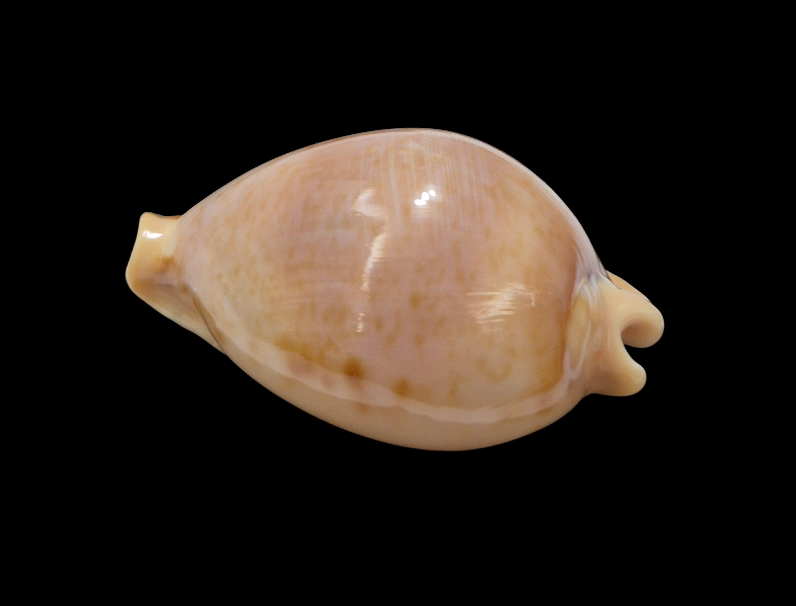 BC484 Nesiocypraea teramachii polyphemus - Image 3