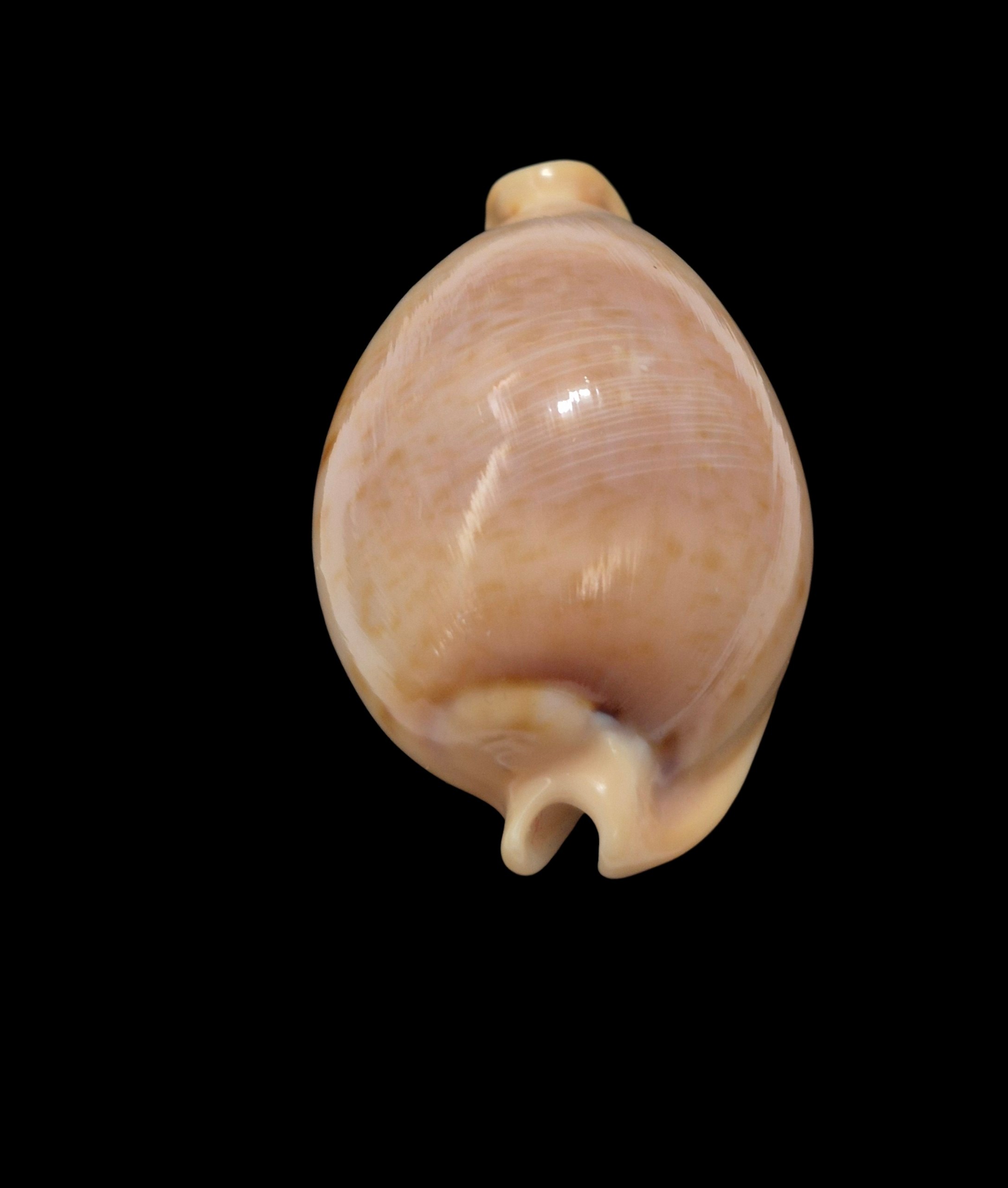 BC484 Nesiocypraea teramachii polyphemus - Image 4