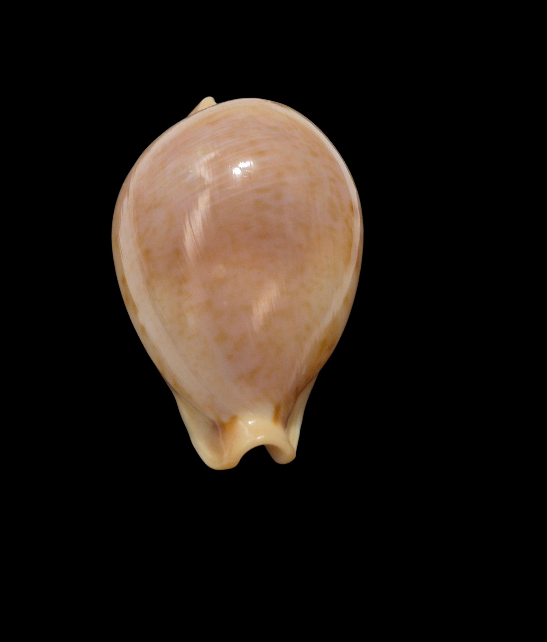 BC484 Nesiocypraea teramachii polyphemus - Image 6