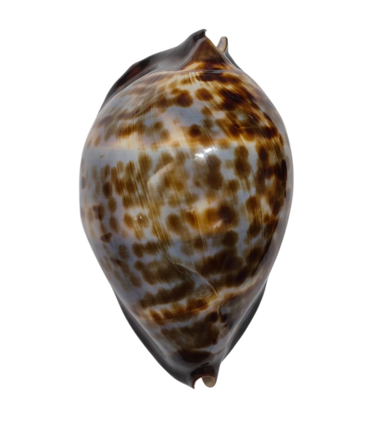 BC595 Zoila friendii sp. from DEEP WATER- AWESOME BLUE PATTERN - Image 2