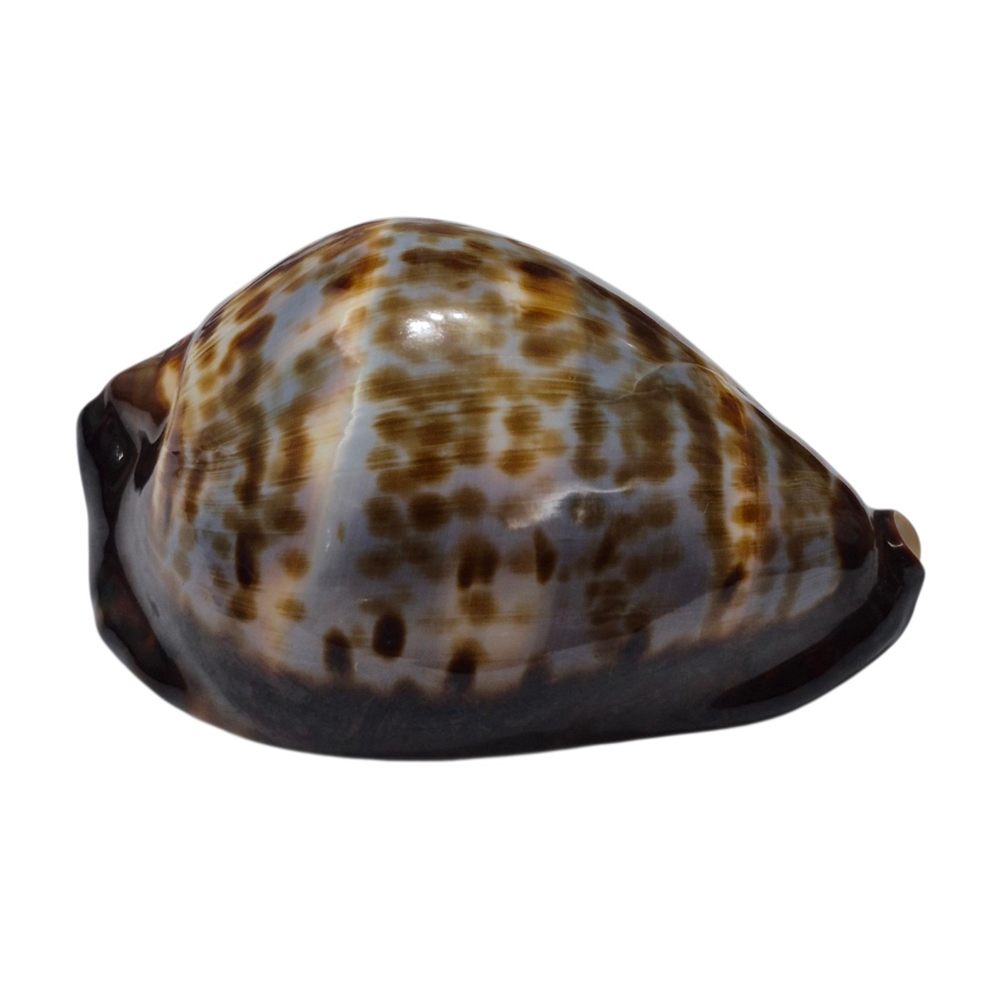 BC595 Zoila friendii sp. from DEEP WATER- AWESOME BLUE PATTERN