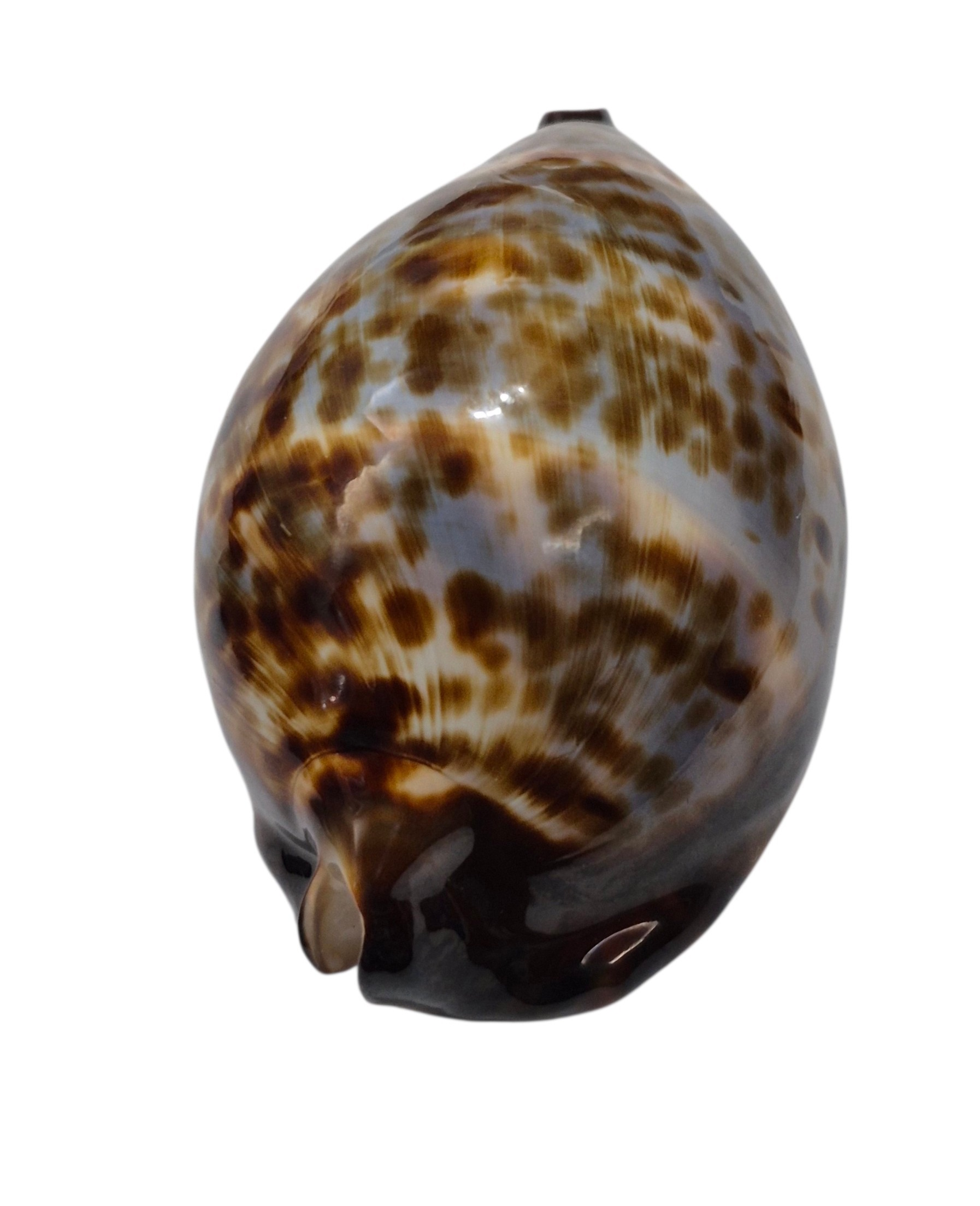 BC595 Zoila friendii sp. from DEEP WATER- AWESOME BLUE PATTERN - Image 4