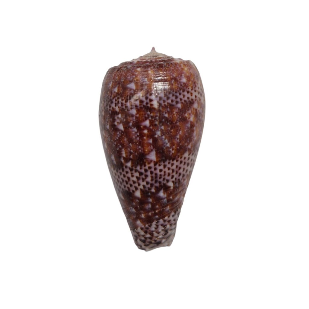 BC511 Conus adamsonii w/o