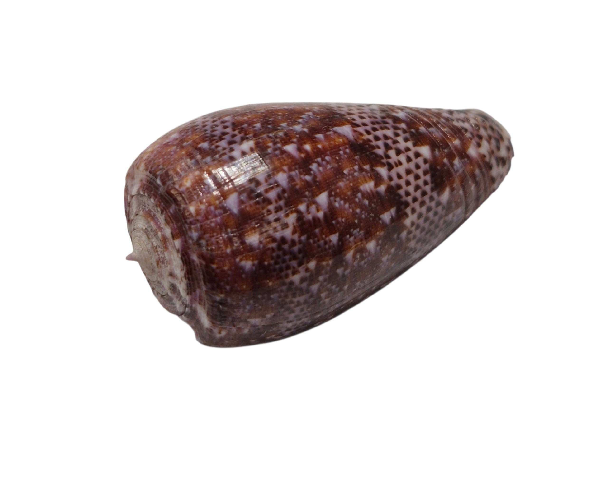 BC511 Conus adamsonii w/o - Image 3