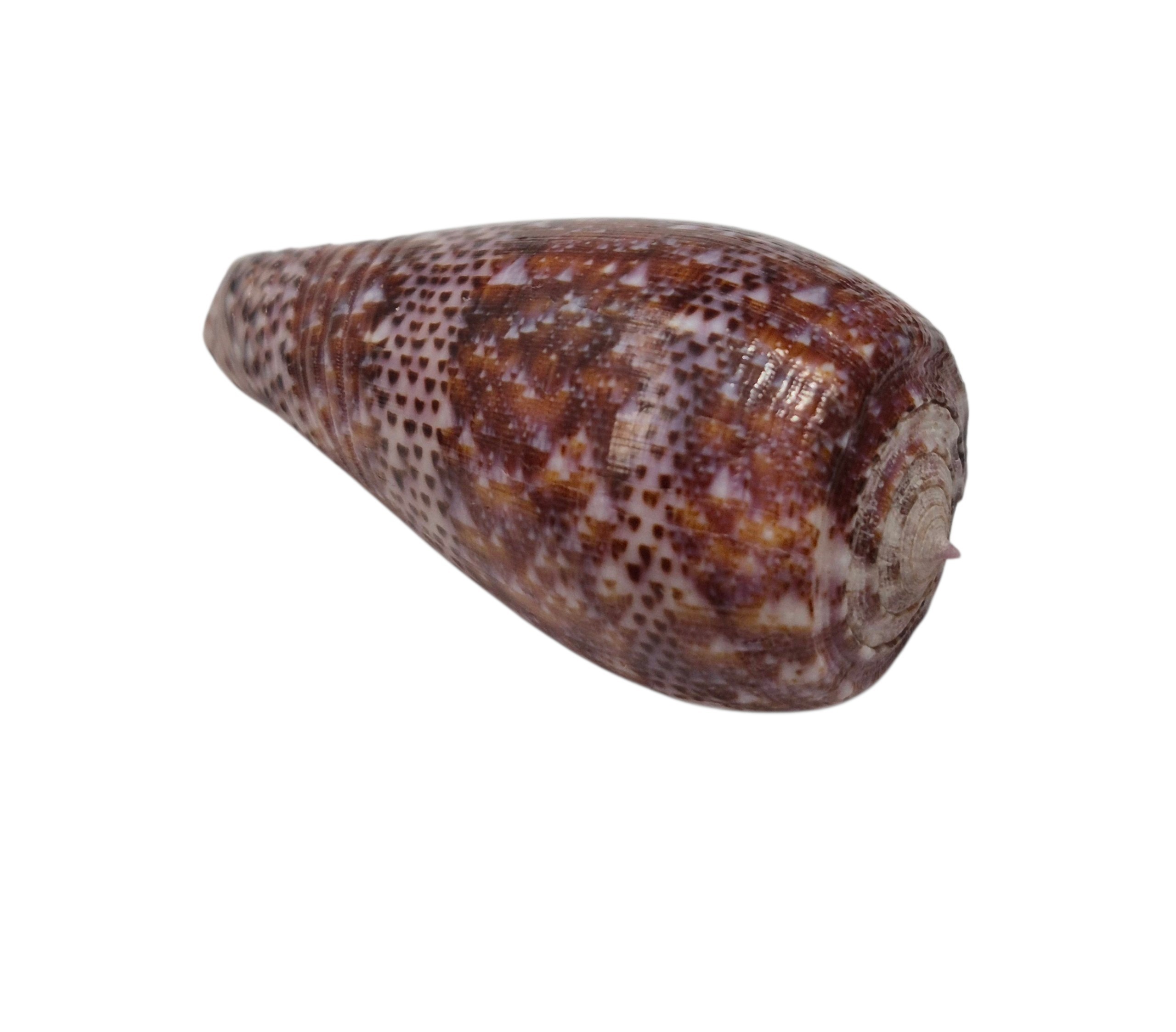BC511 Conus adamsonii w/o - Image 4