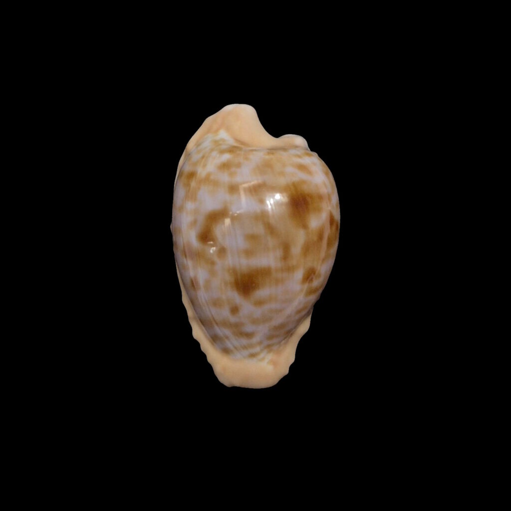 BC569 Cypraeovula coronata coronata