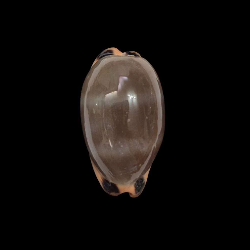 BC570 Luria lurida